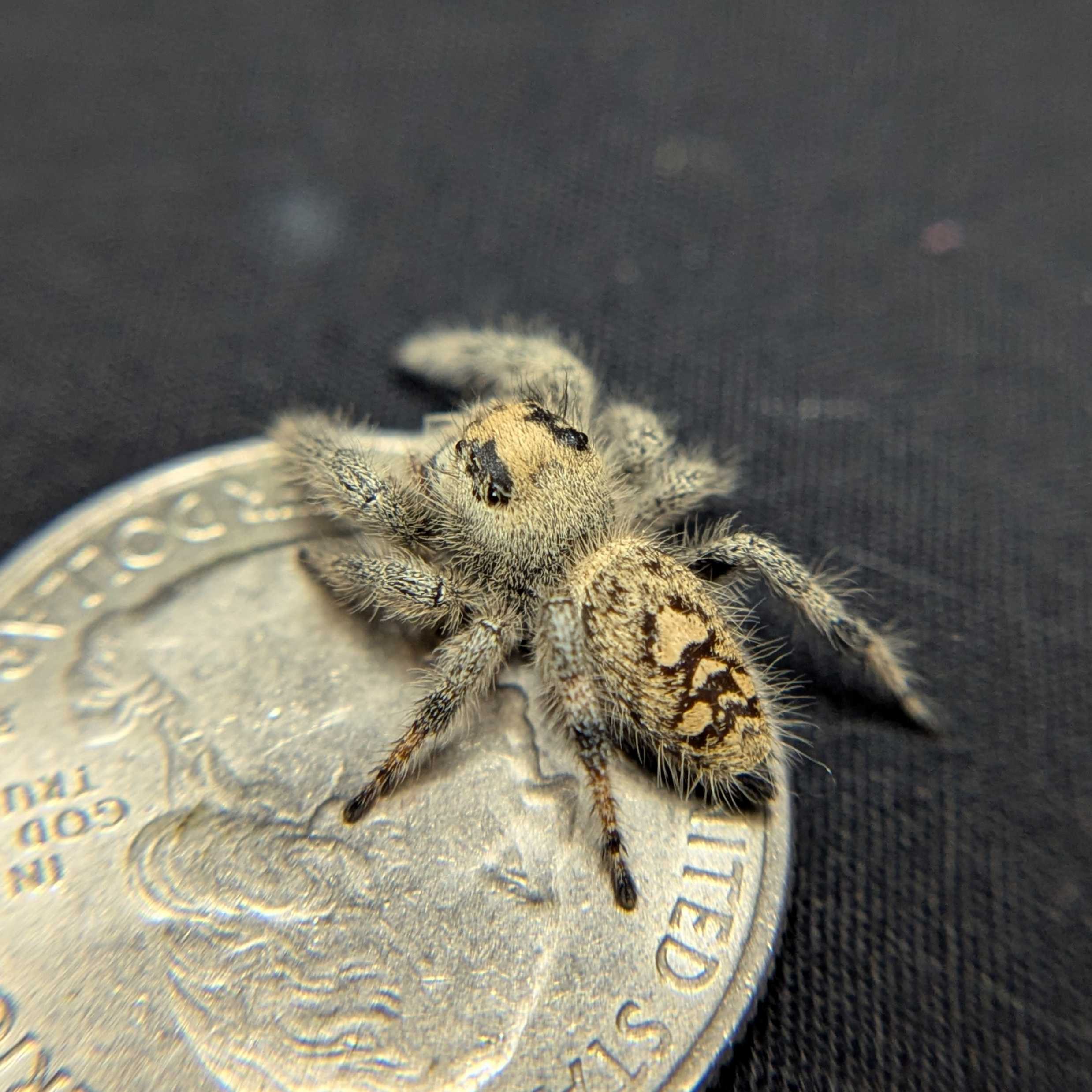Regal Jumping Spider "Sourdough"