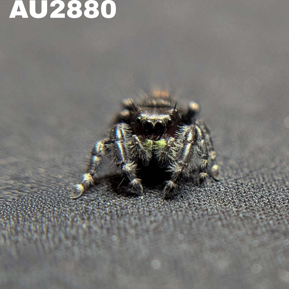 Audax Bryantae Jumping Spider "Jackson"