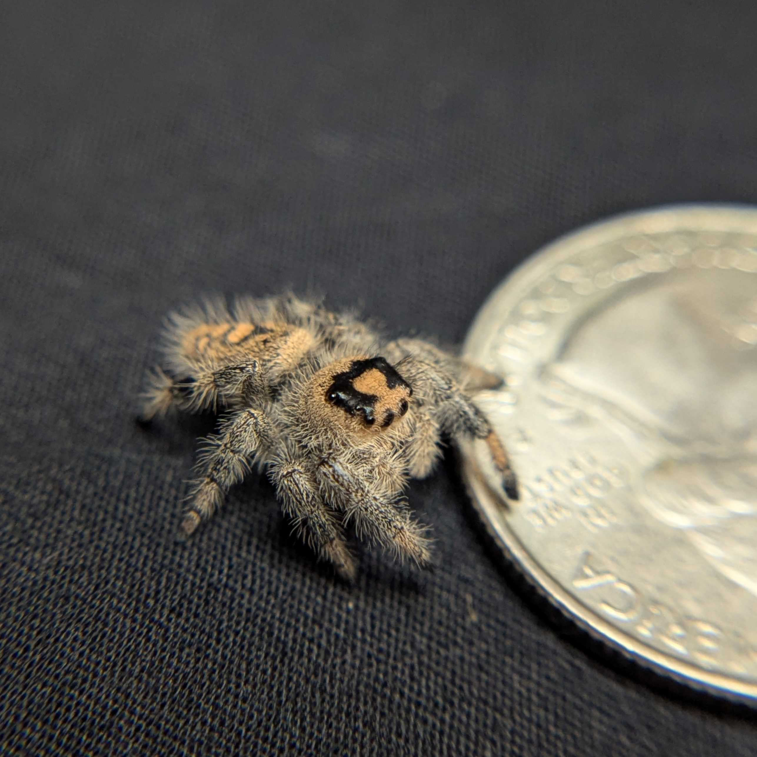 Regal Jumping Spider "BlackBerry"