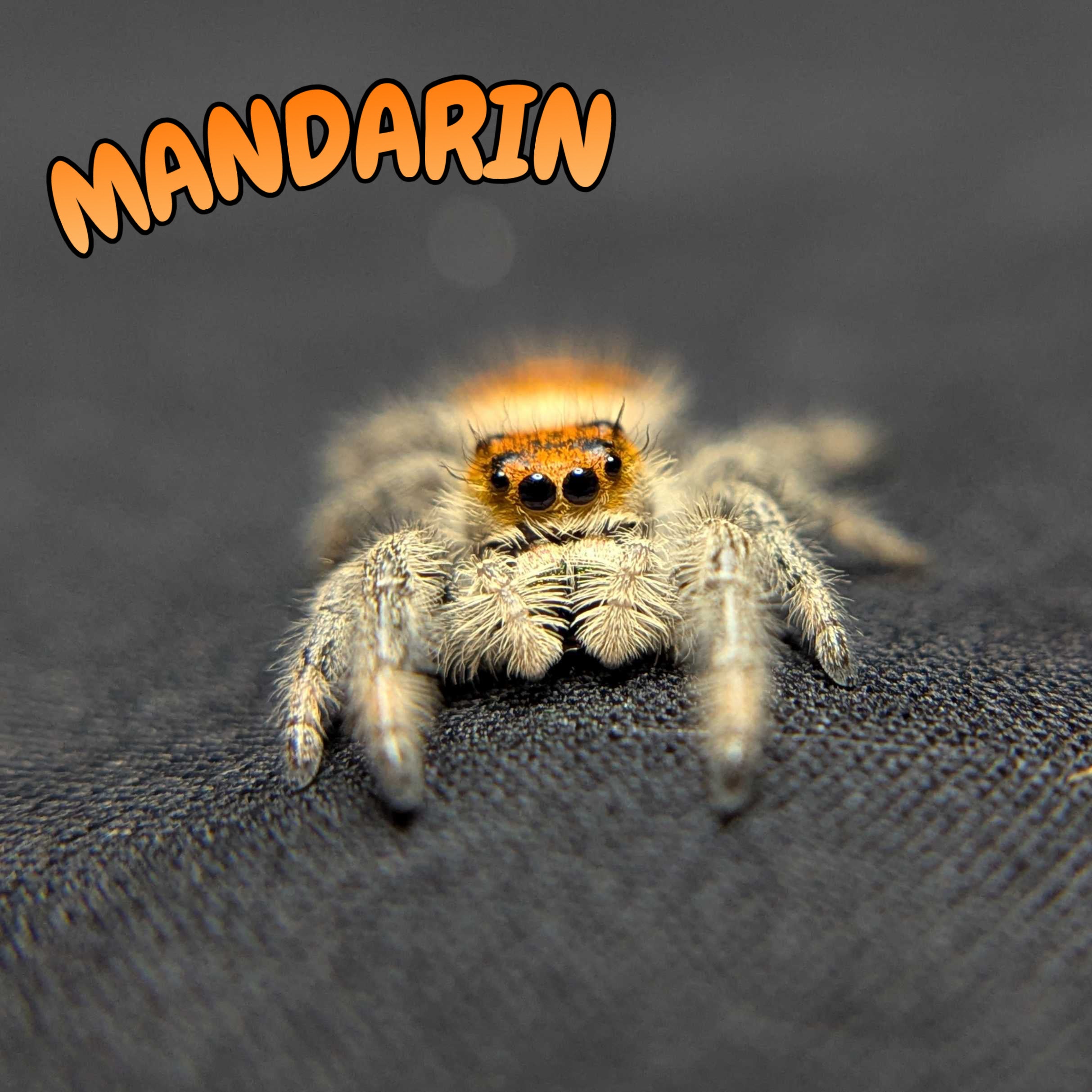 Regal Jumping Spider "Mandarin"