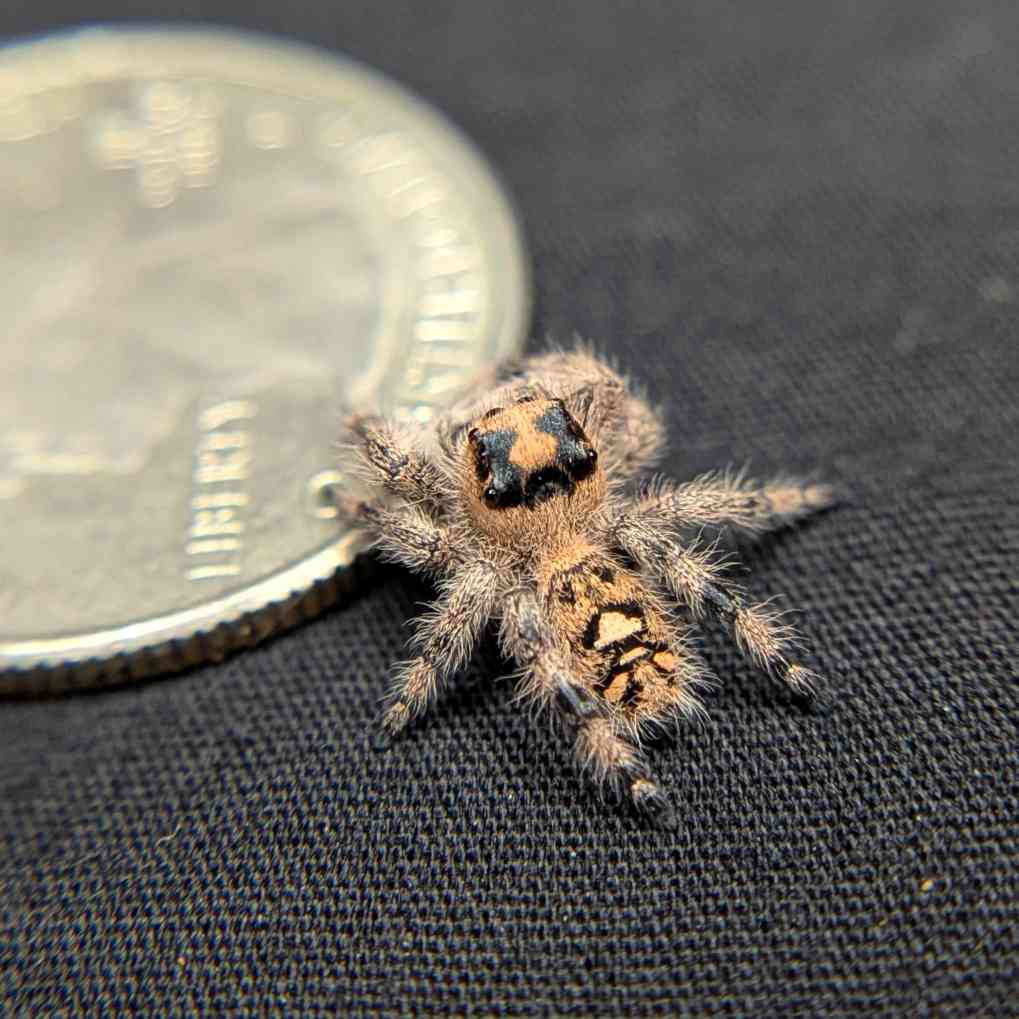 Regal Jumping Spider "Maroon"