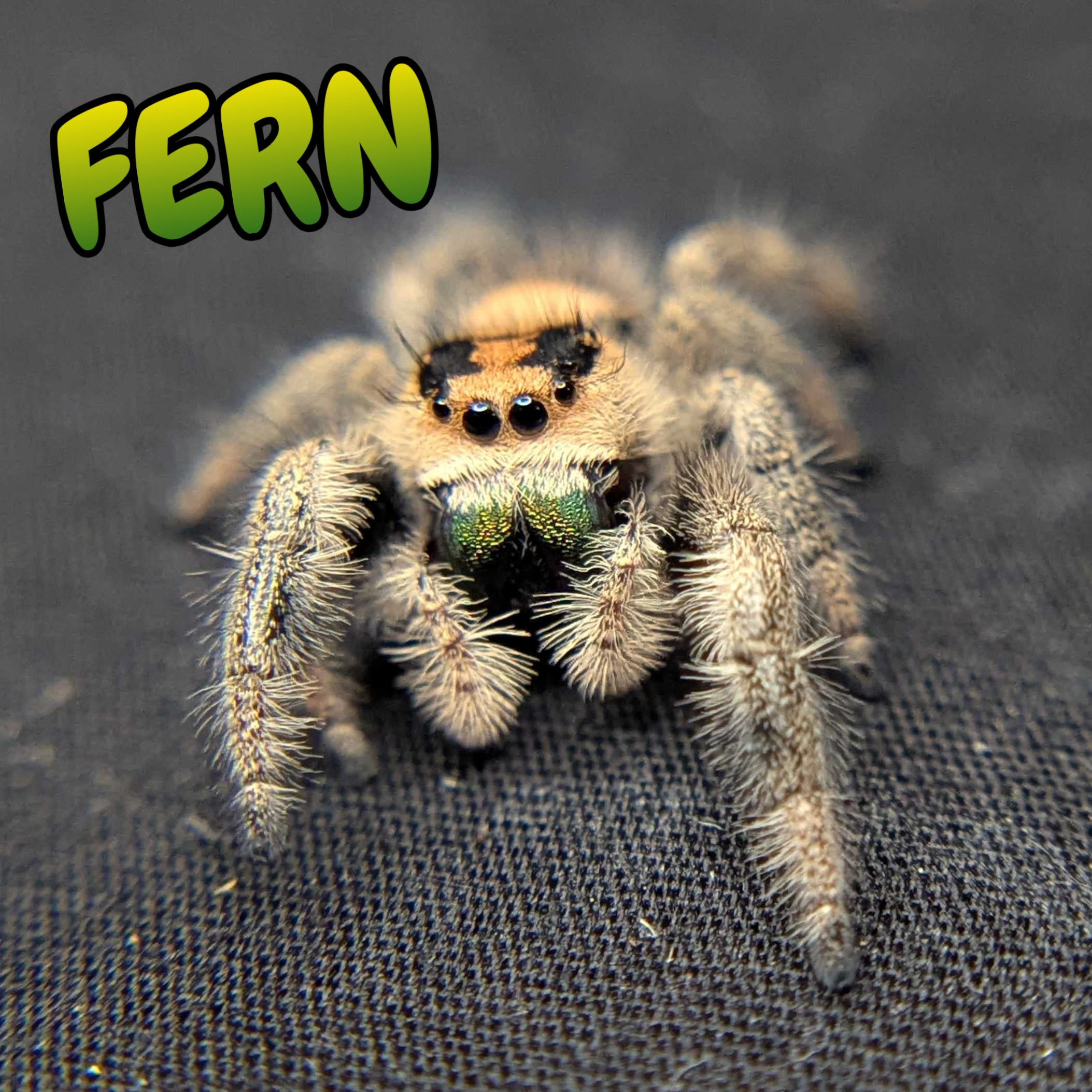 Regal Jumping Spider “Fern”