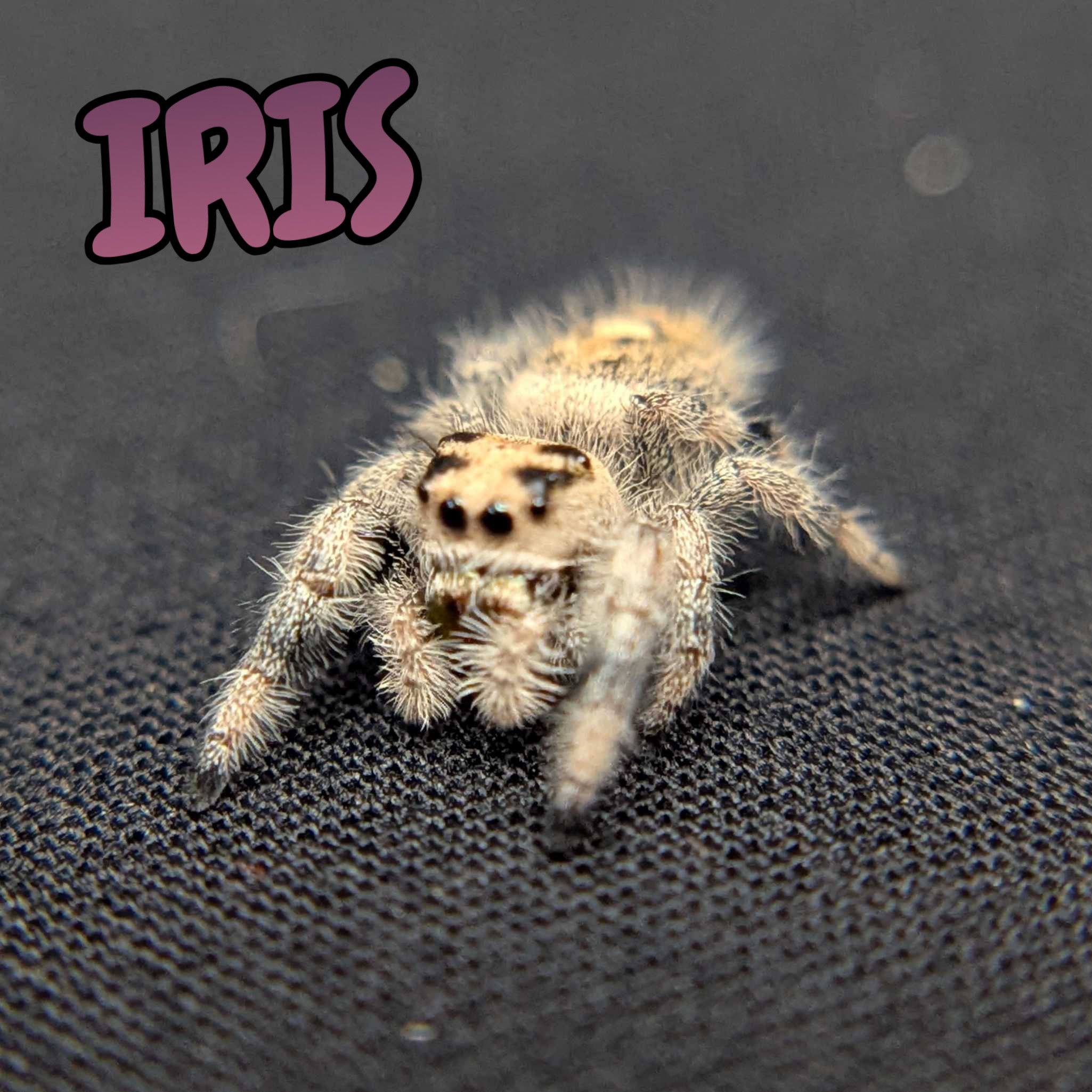 Regal Jumping Spider “Iris”
