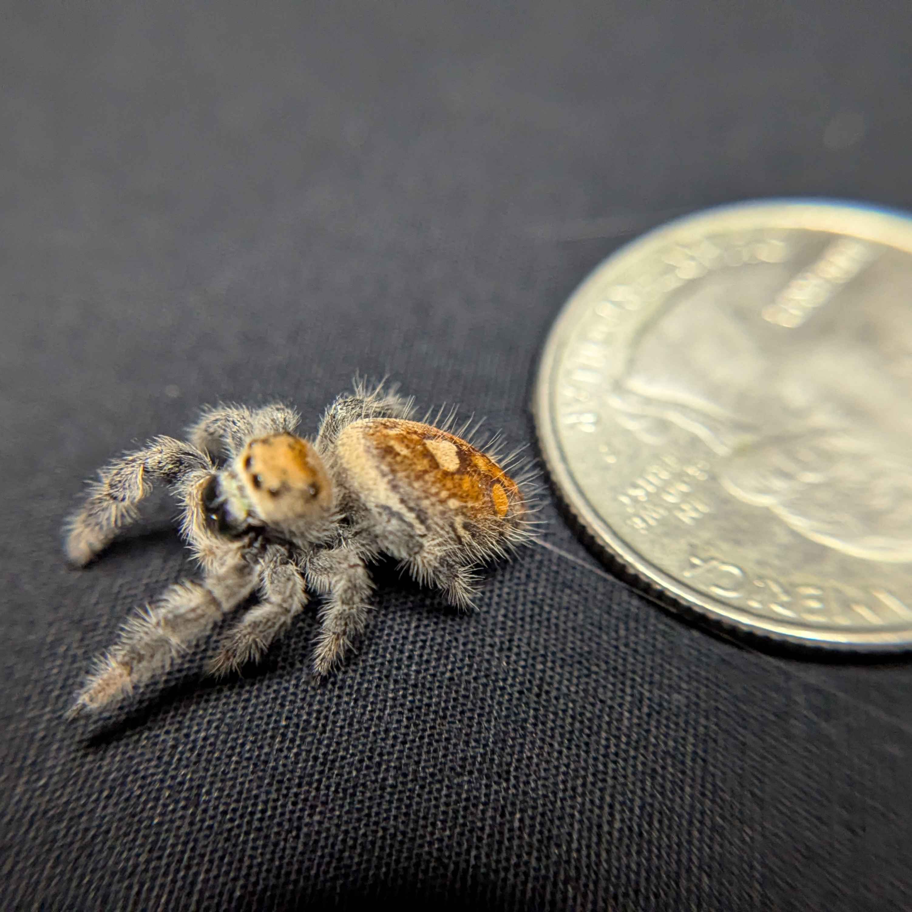 Regal Jumping Spider “Harvest Fern”