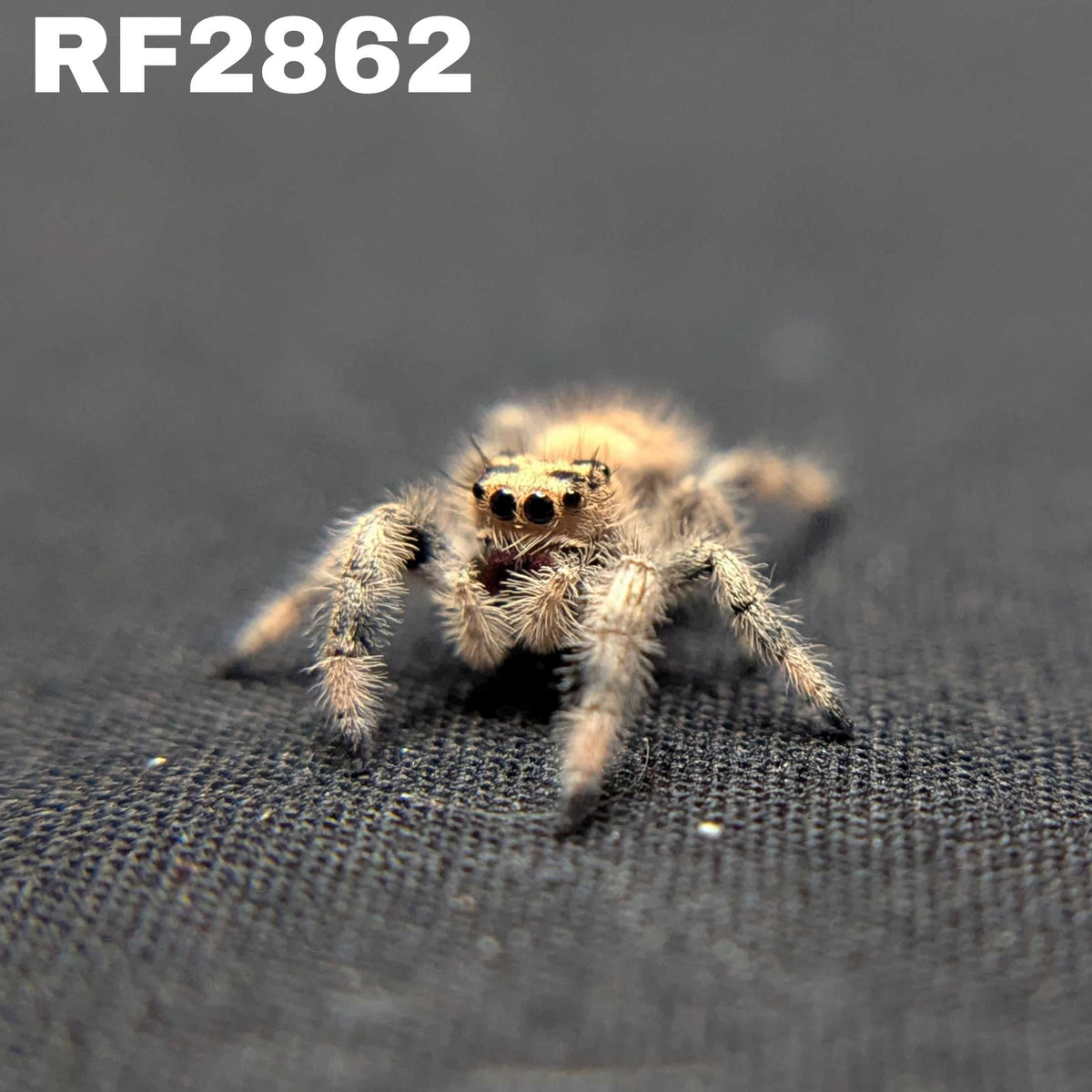 Regal Jumping Spider "BlackBerry"
