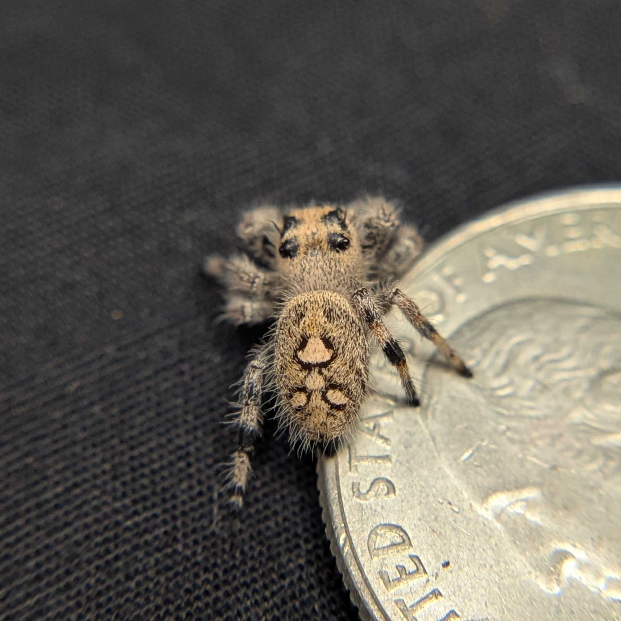 Regal Jumping Spider “Iris”