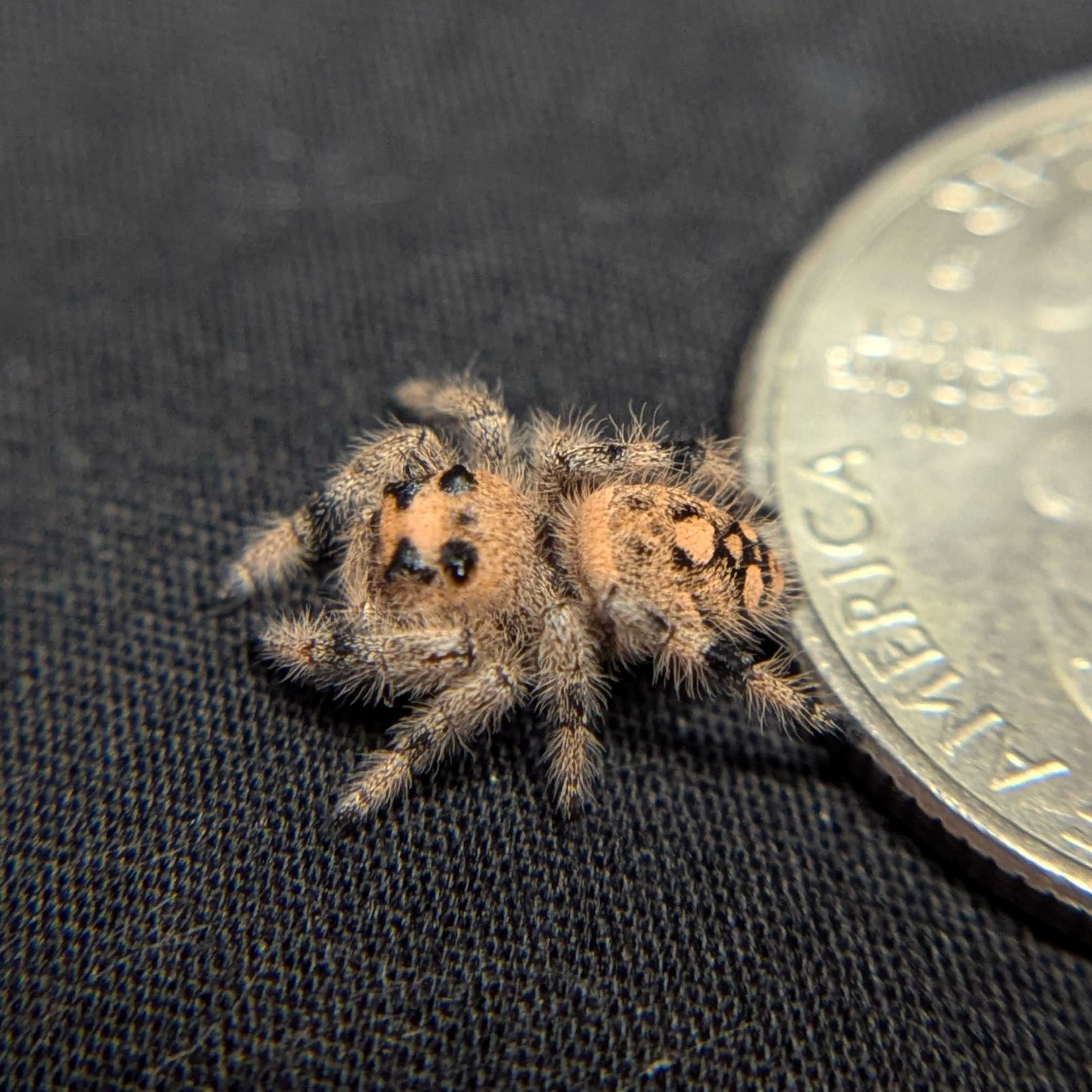 Regal Jumping Spider "Pecan"