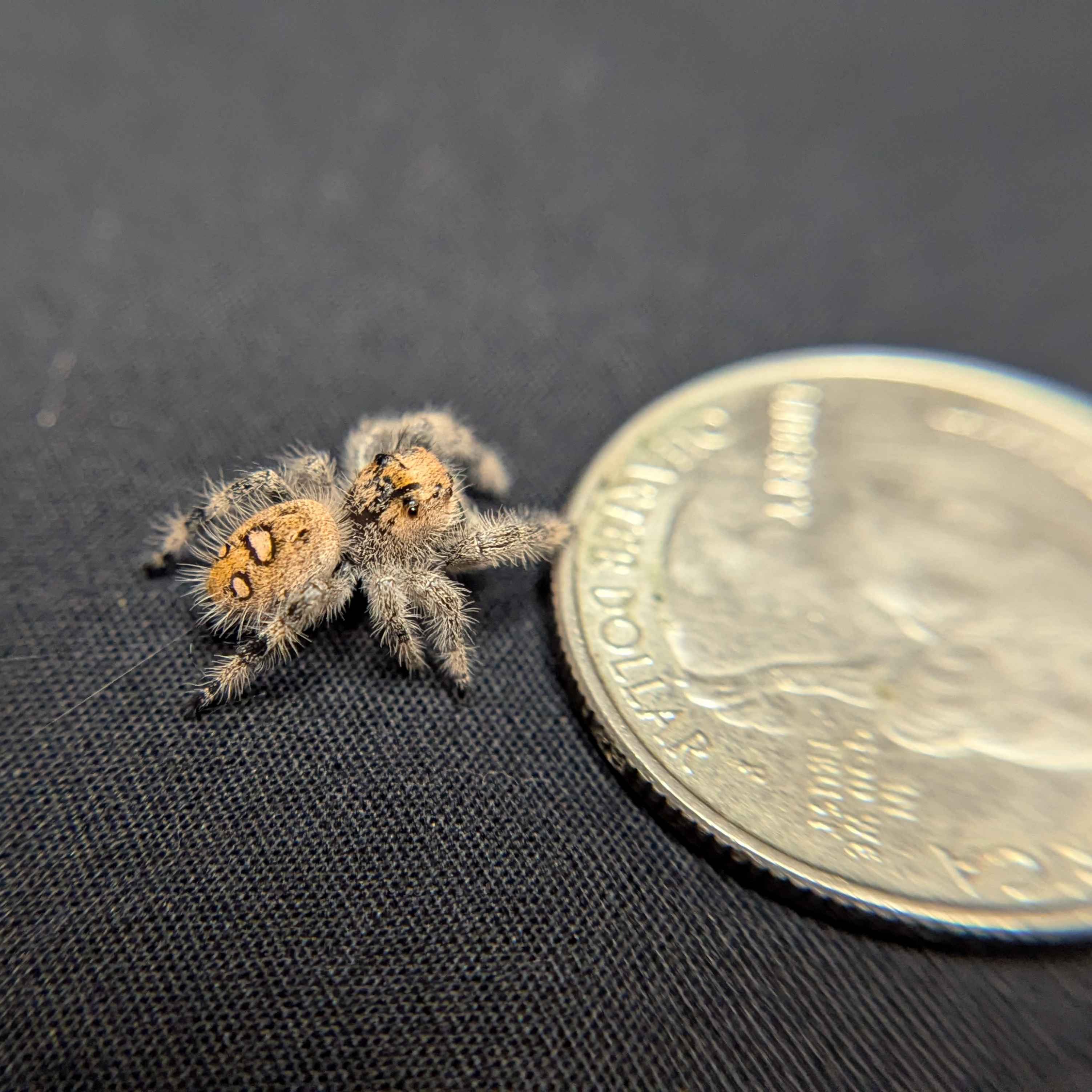 Regal Jumping Spider “Cake Batter”