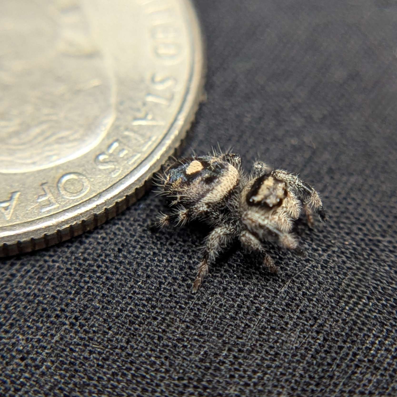 Regal Jumping Spider “Poppy”