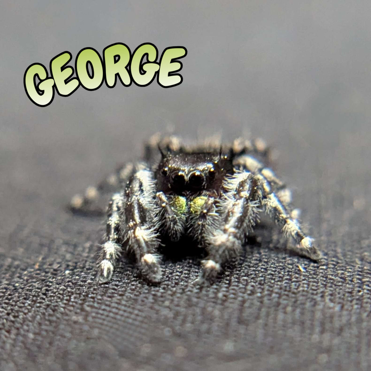 Audax Jumping Spider “George”