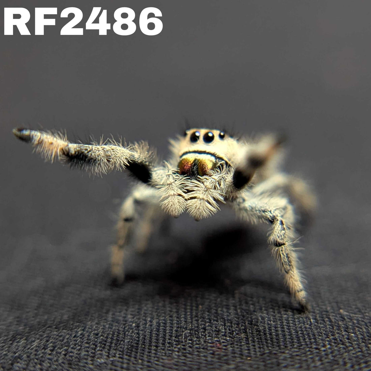 Regal Jumping Spider "Nutmeg"