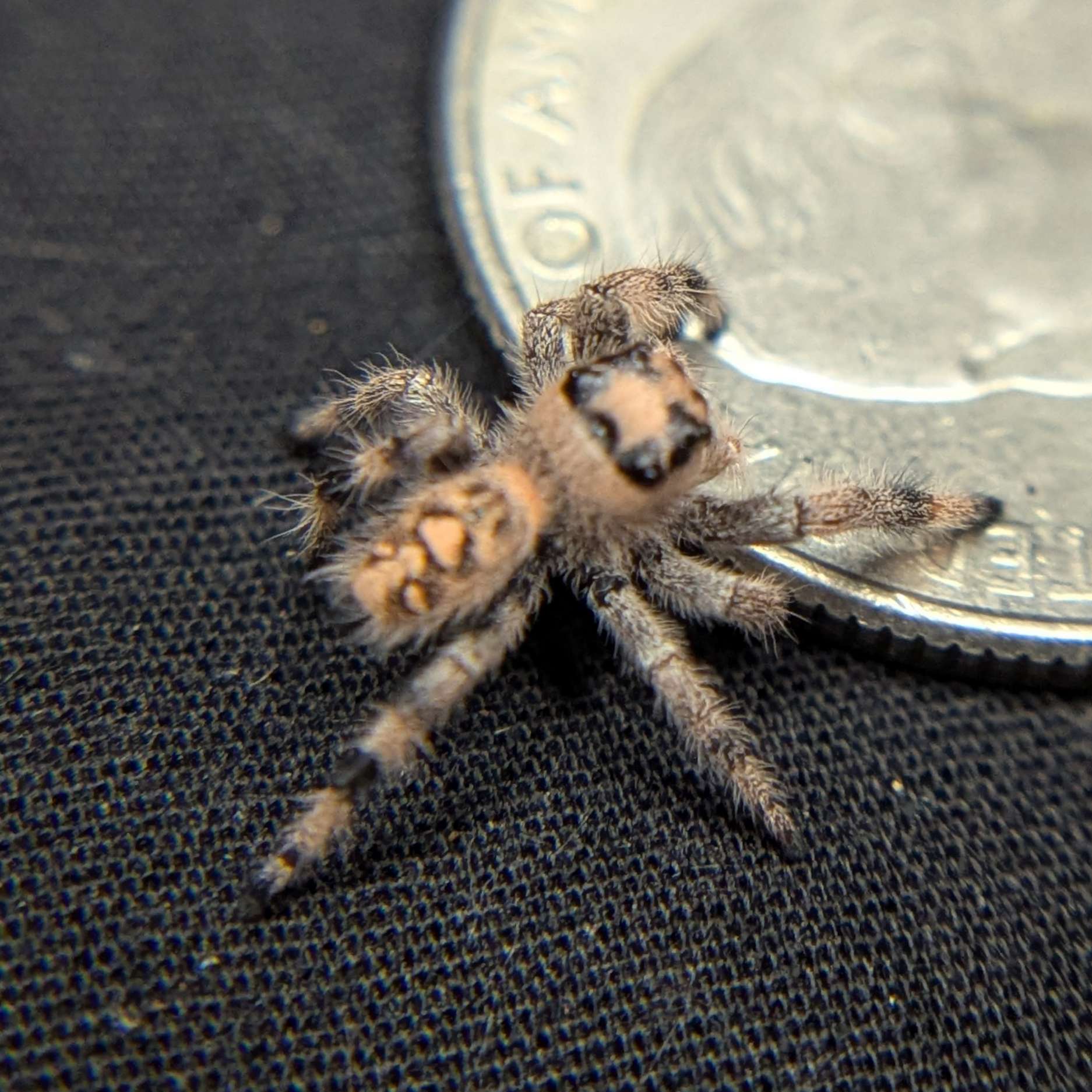 Regal Jumping Spider "Saffron"