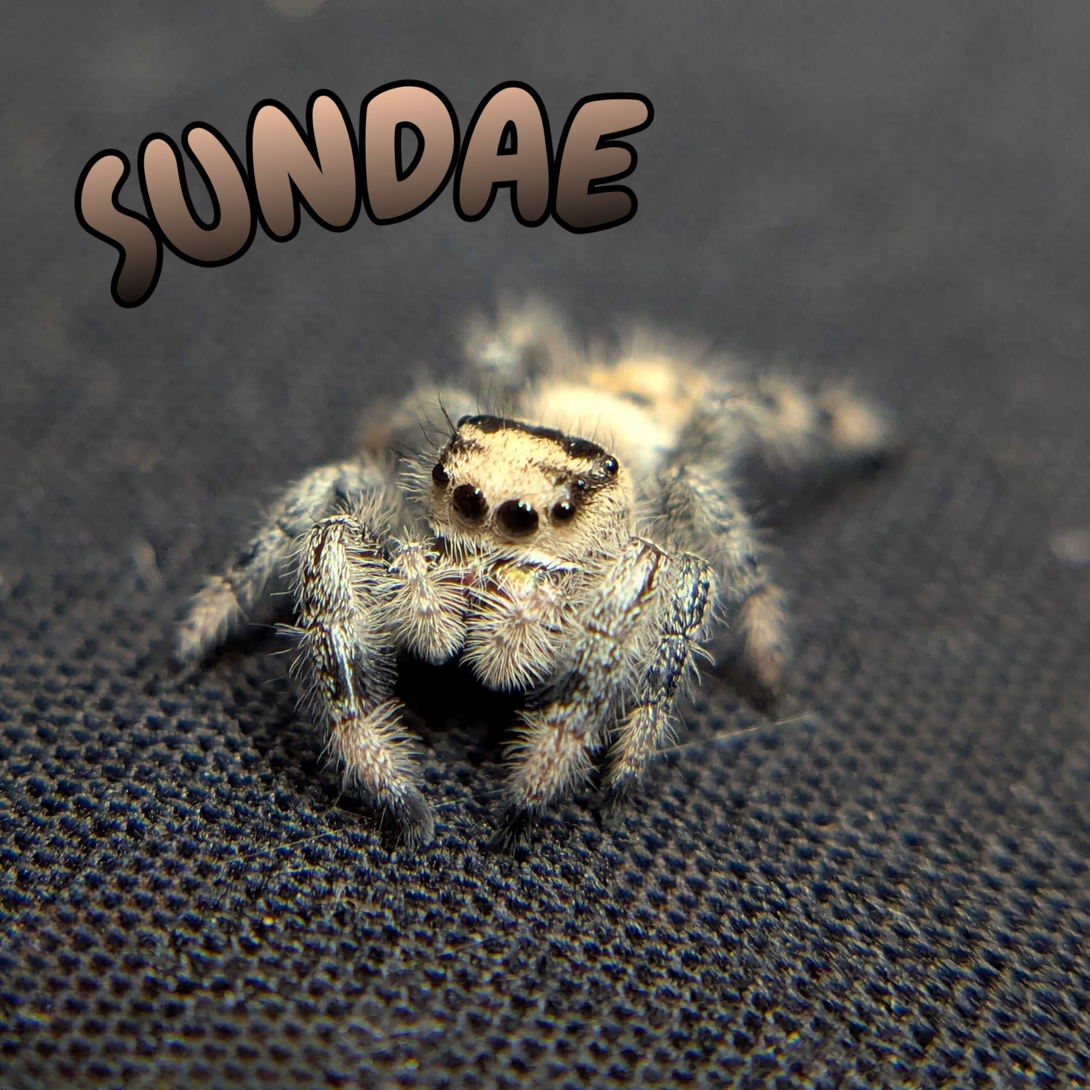 Regal Jumping Spider "Sundae"