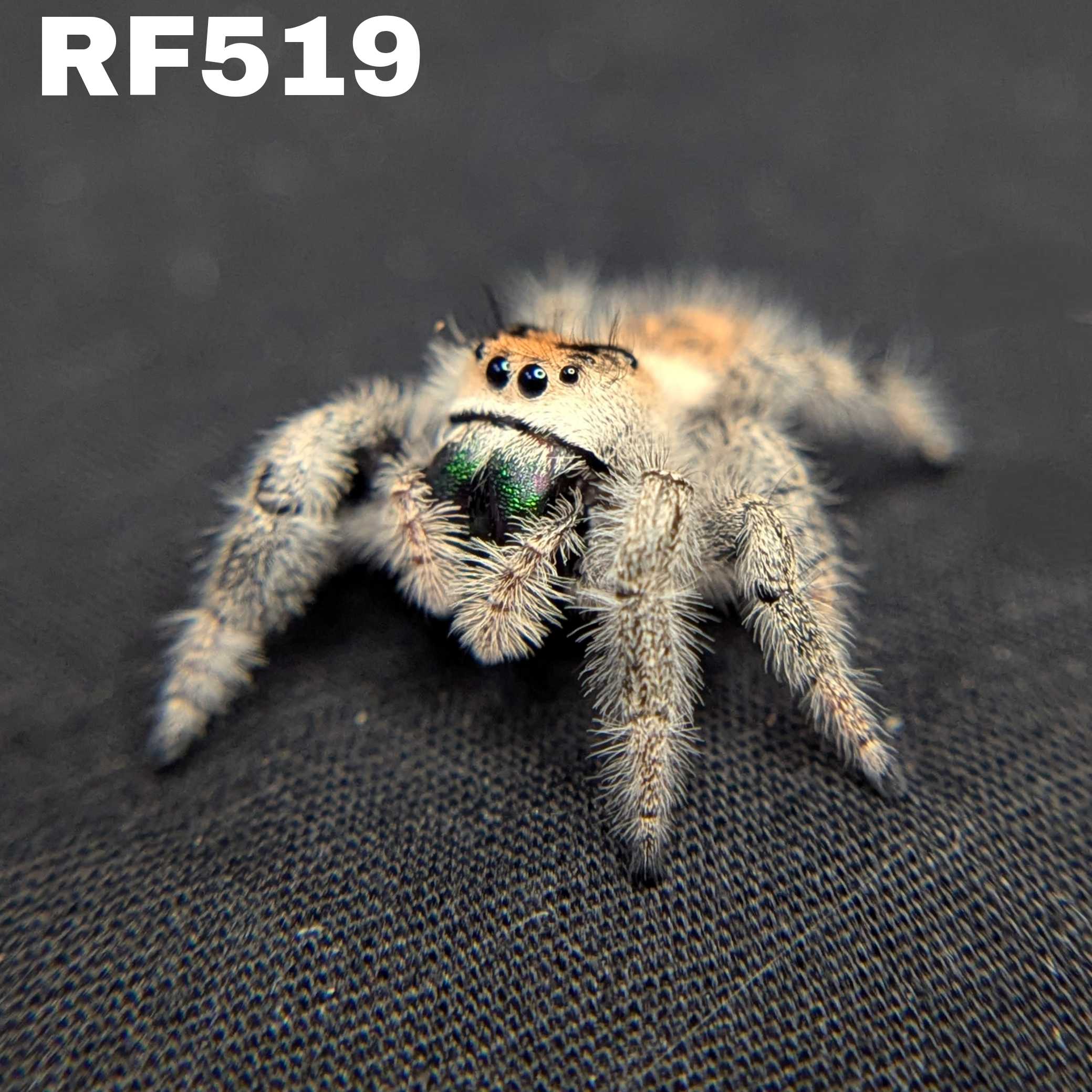 Regal Jumping Spider "Seafoam"