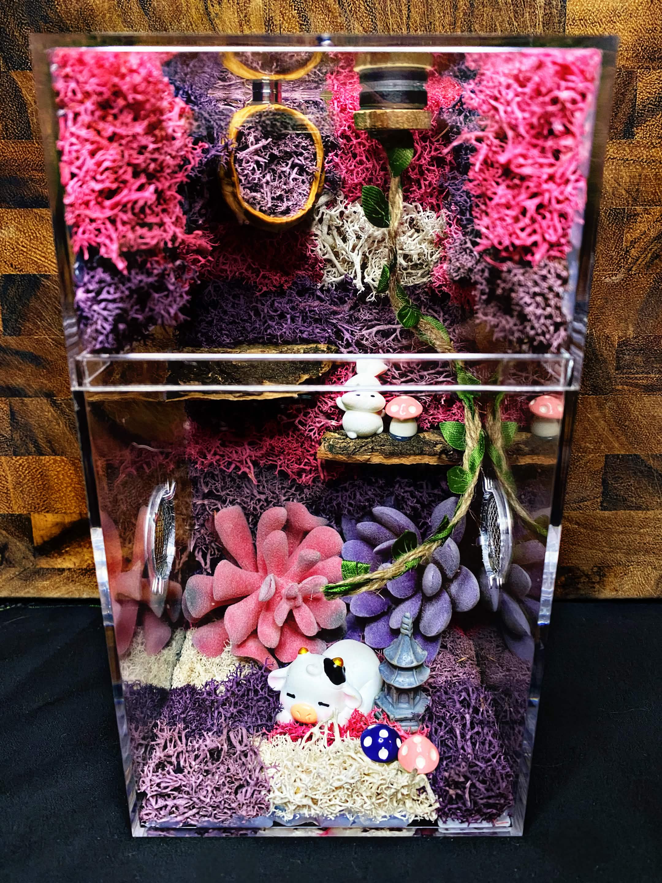 Custom Jumping Spider Enclosure