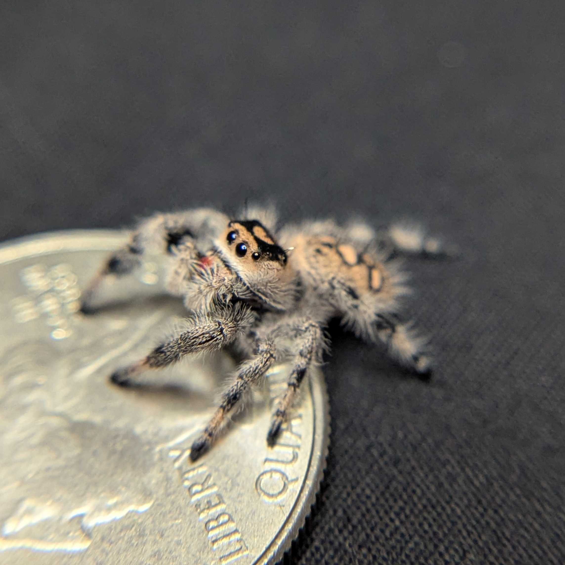 Regal Jumping Spider "Cherry Blossom"