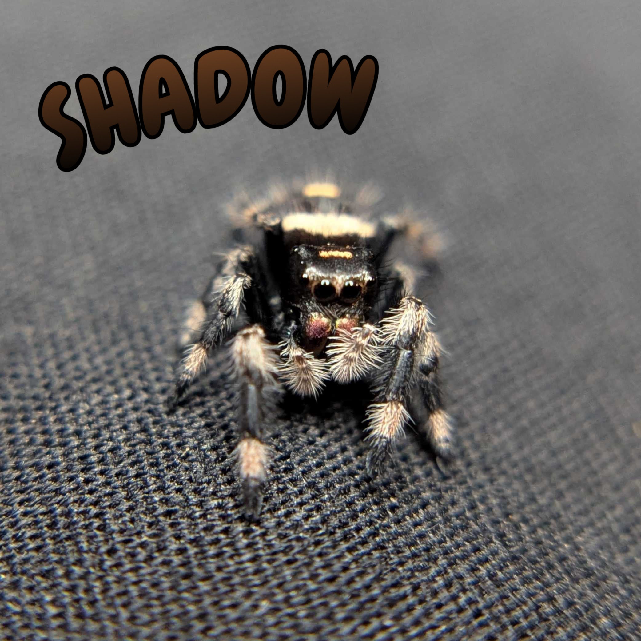 Regal Jumping Spider "Shadow"