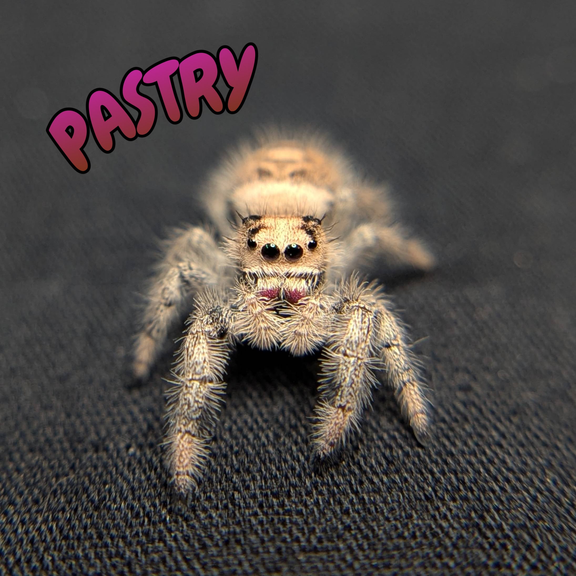 Female Regal Jumping Spider Pastry