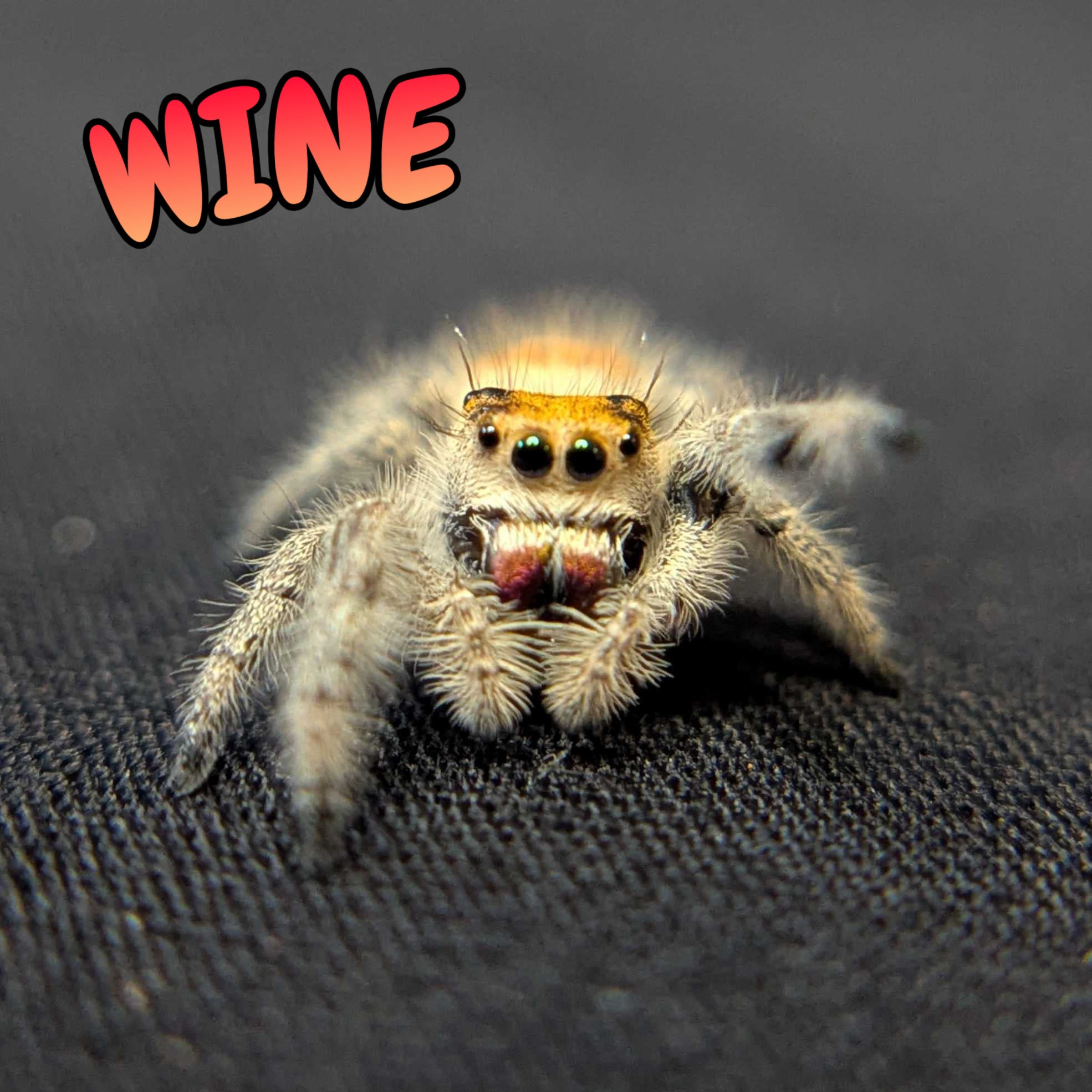 Regal Jumping Spider "Wine"