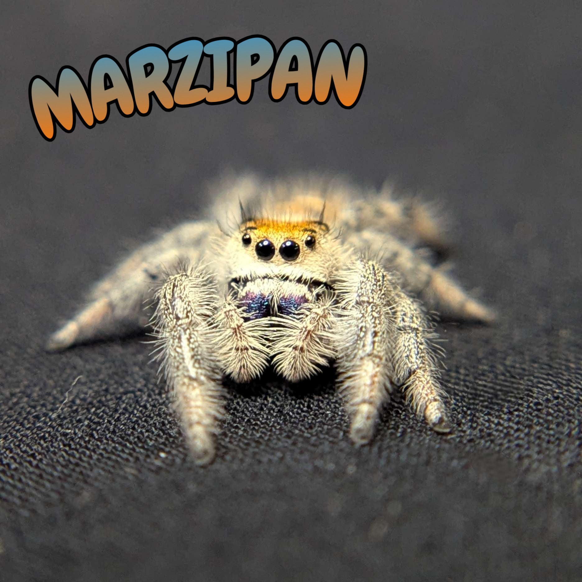 Regal Jumping Spider "Marzipan"