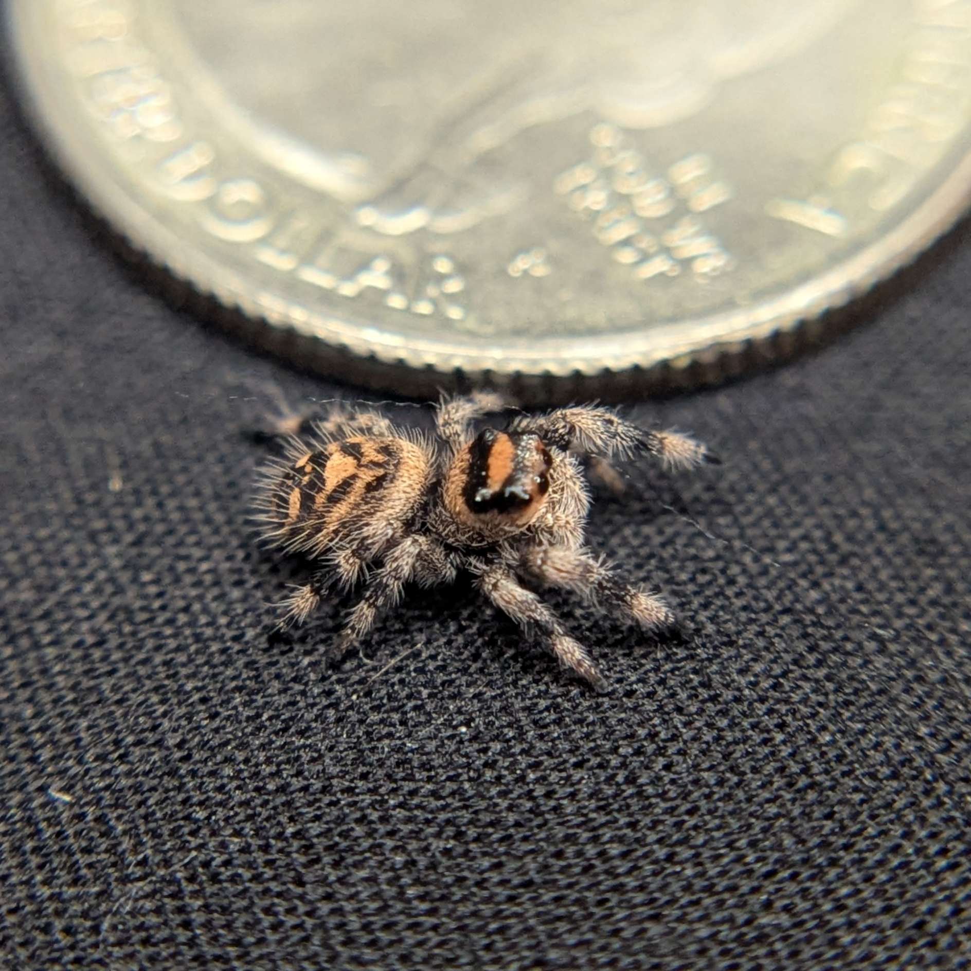 Regal Jumping Spider "Pumpkin Pie"