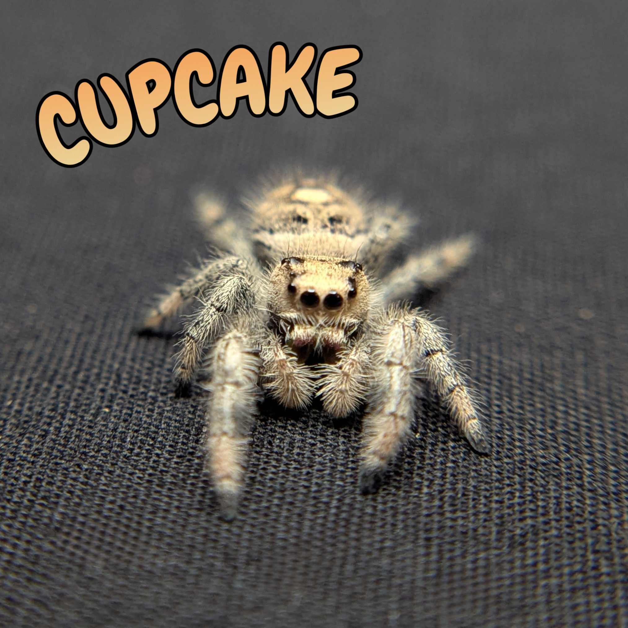 Female Regal Jumping Spider Cupcake