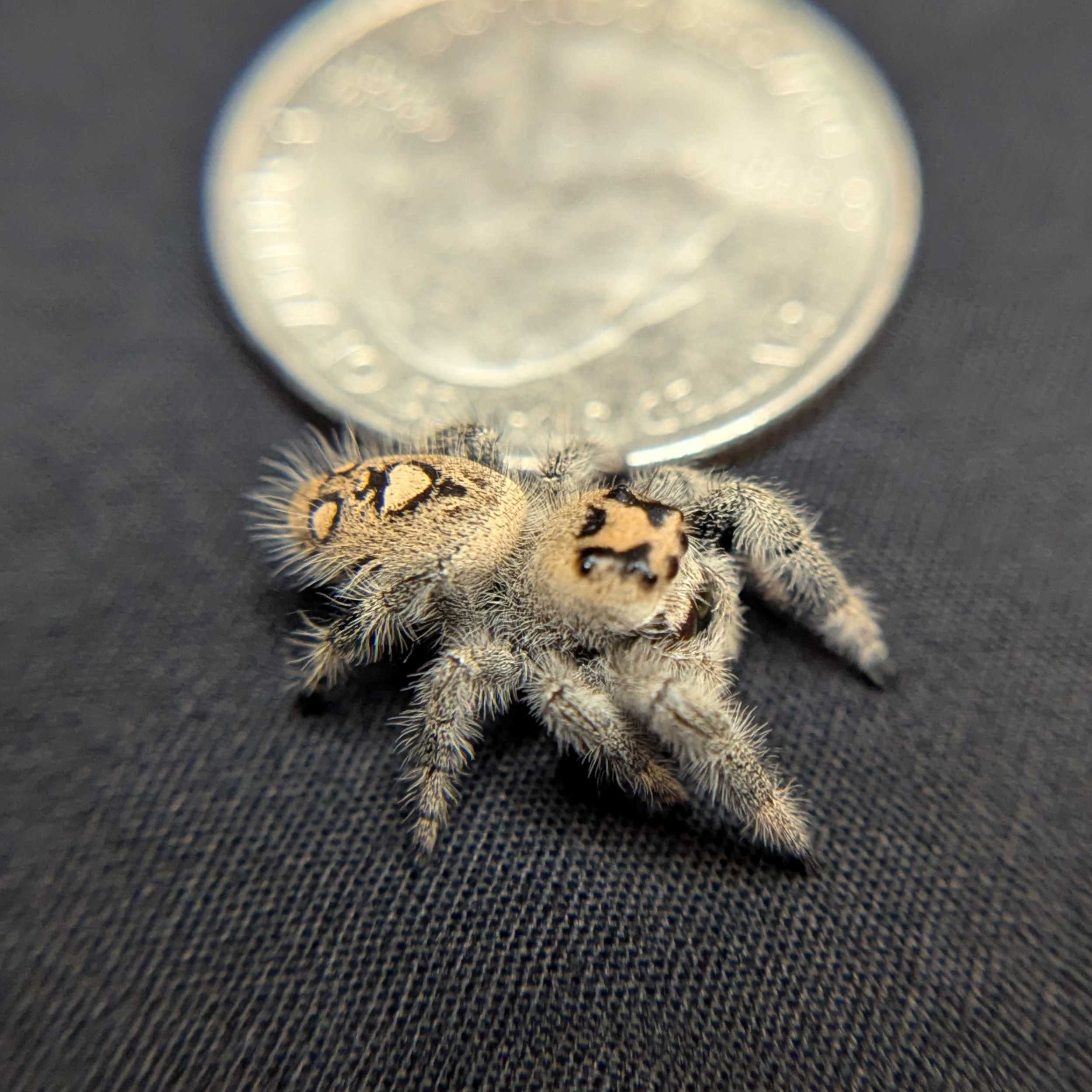 Regal Jumping Spider "Raisin"