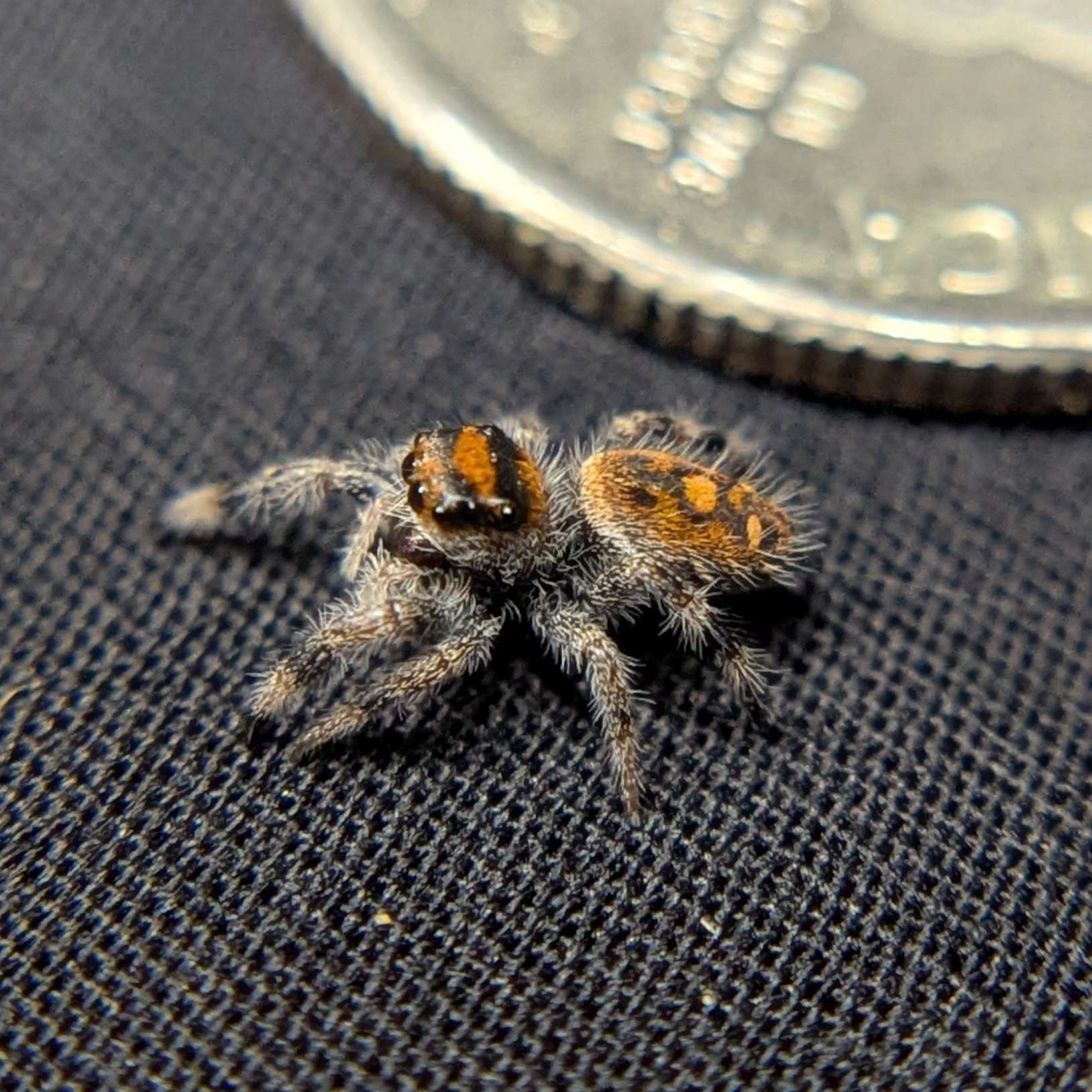 Regal Jumping Spider "Pluto"