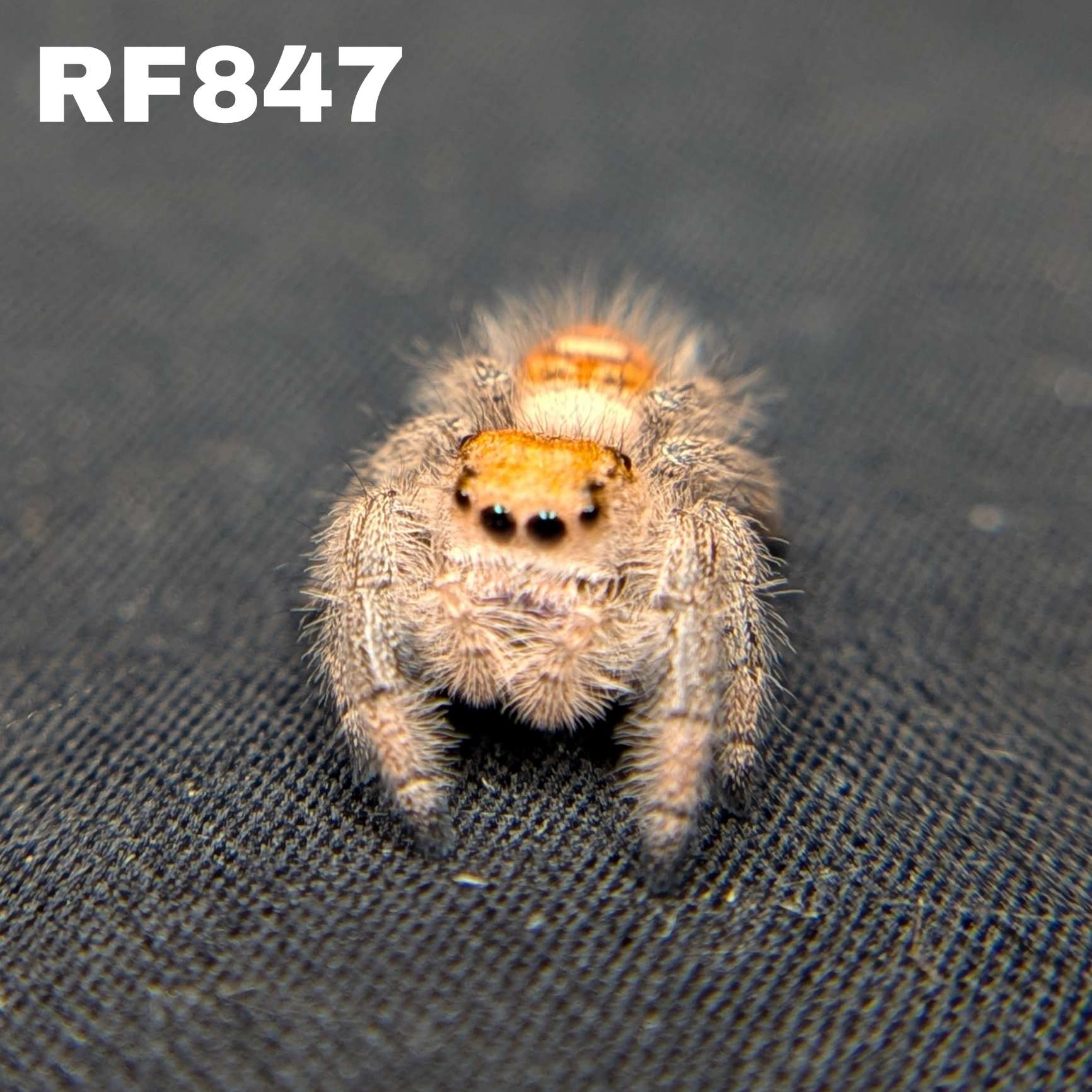 Regal Jumping Spider “Fuego”