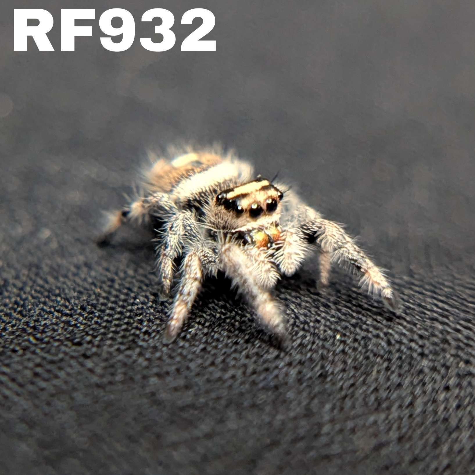 Regal Jumping Spider “Dosidos”