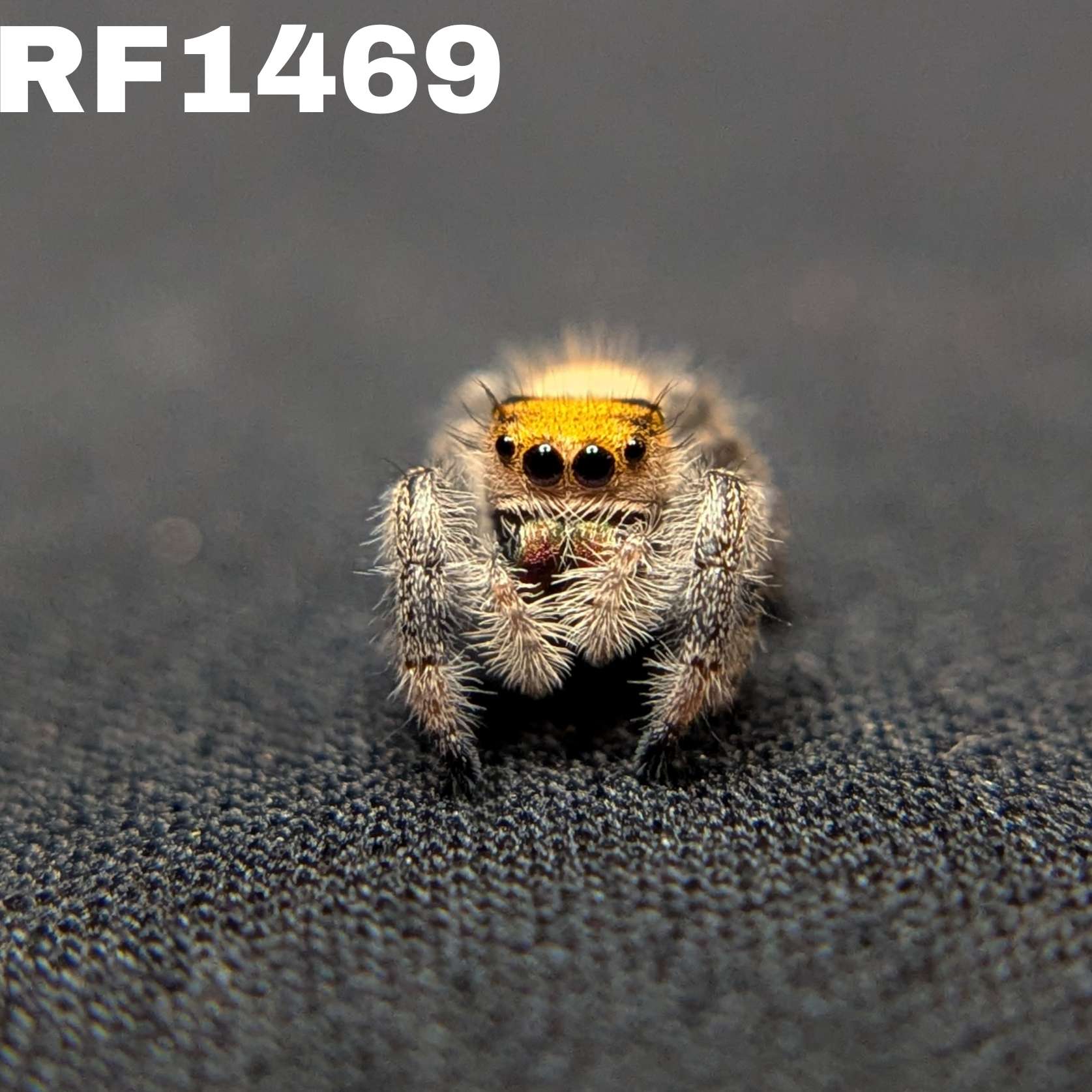 Regal Jumping Spider "Pineapple"