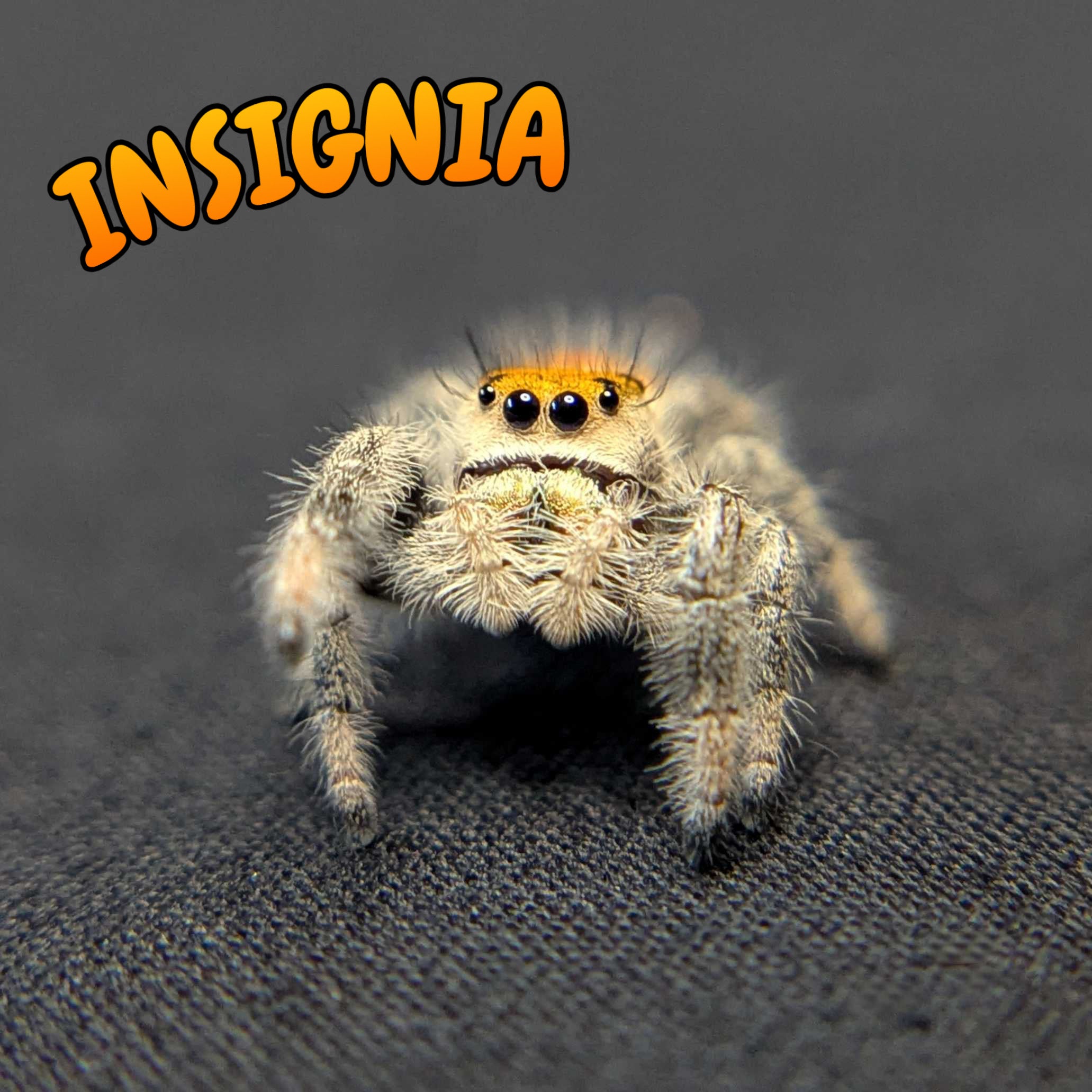 Regal Jumping Spider "Insignia"