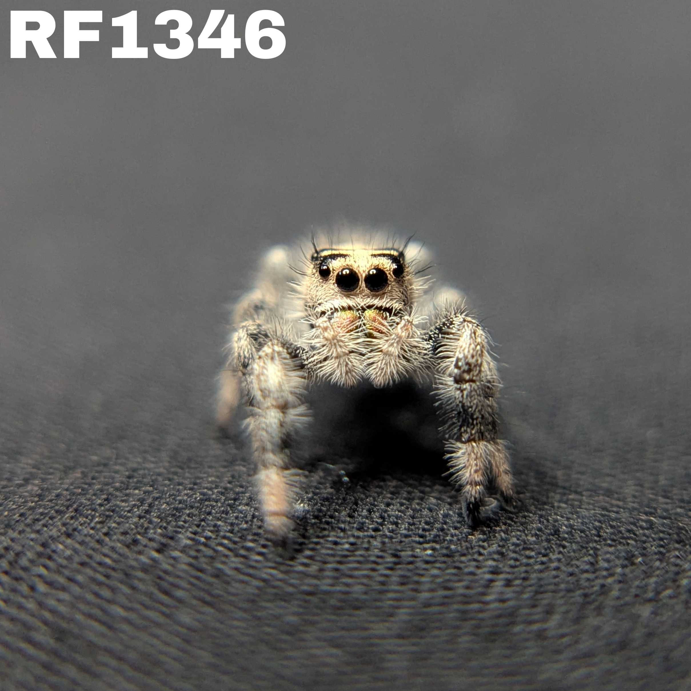 Regal Jumping Spider "Gentle"