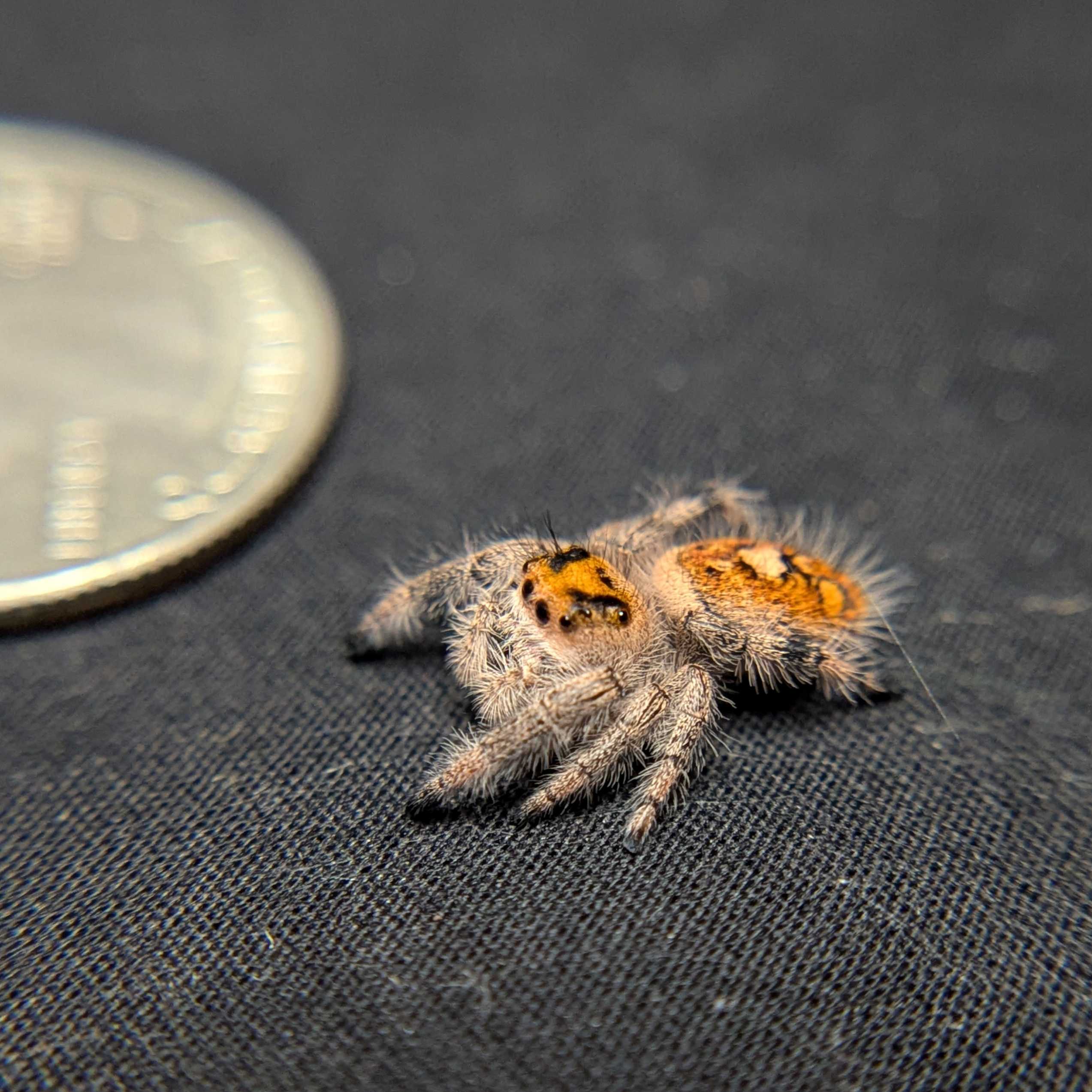 Regal Jumping Spider "Firecracker"
