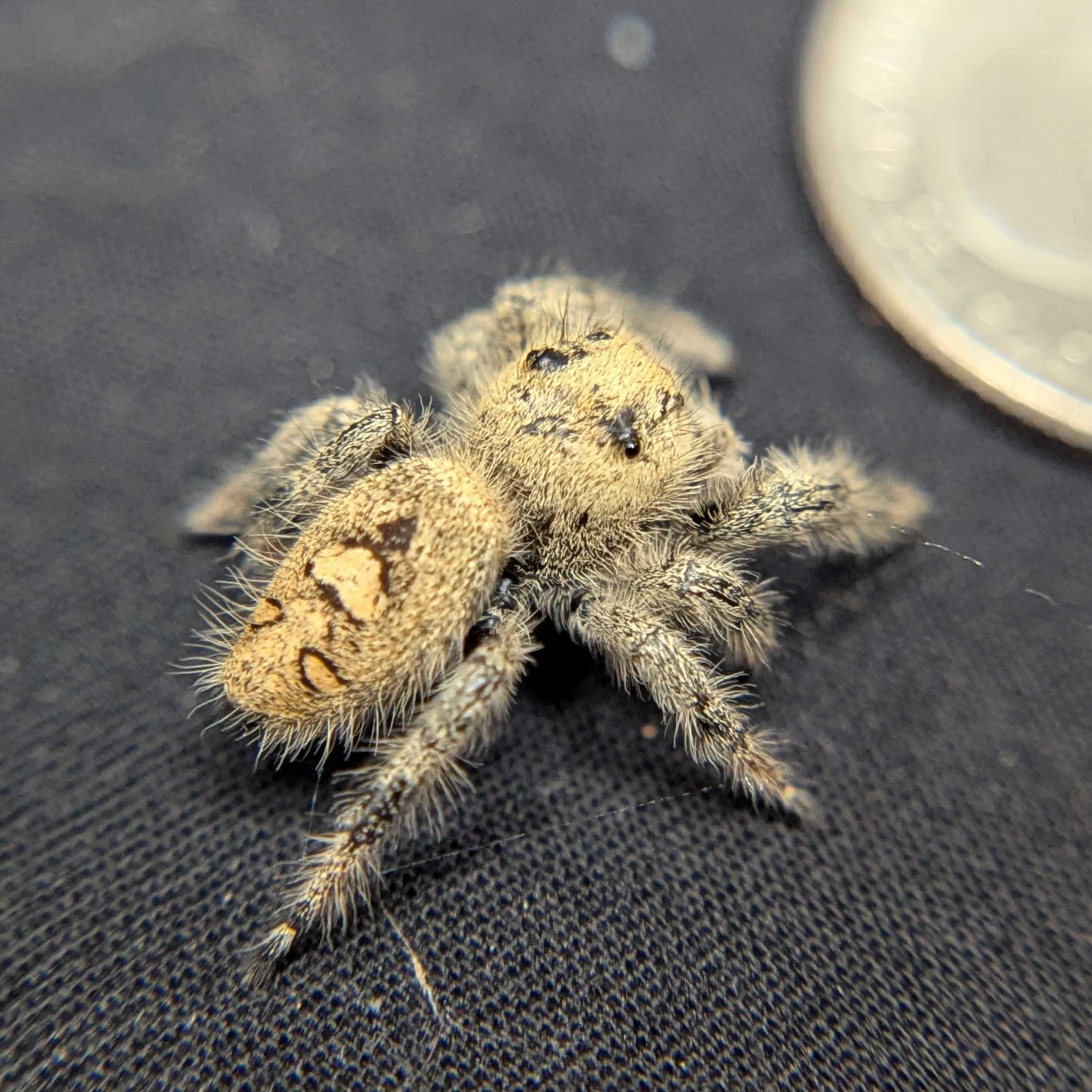 Regal Jumping Spider "Limeade"