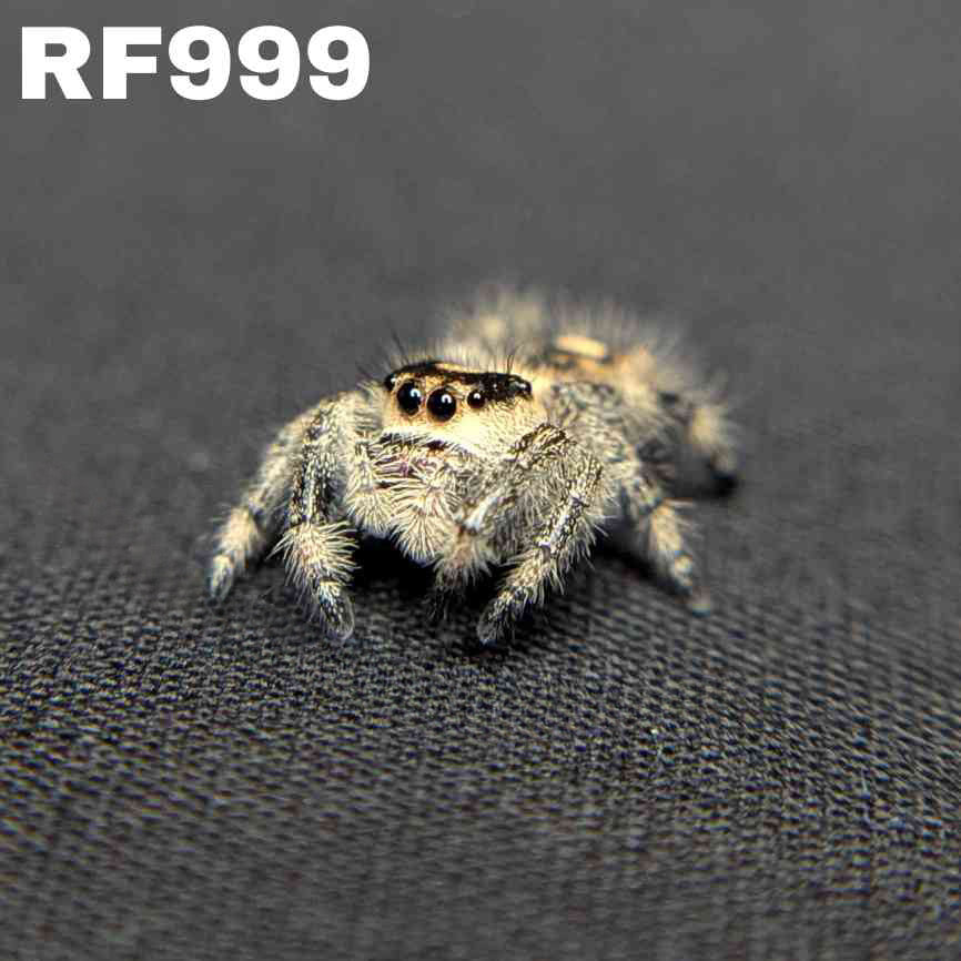 Regal Jumping Spider "Coven"