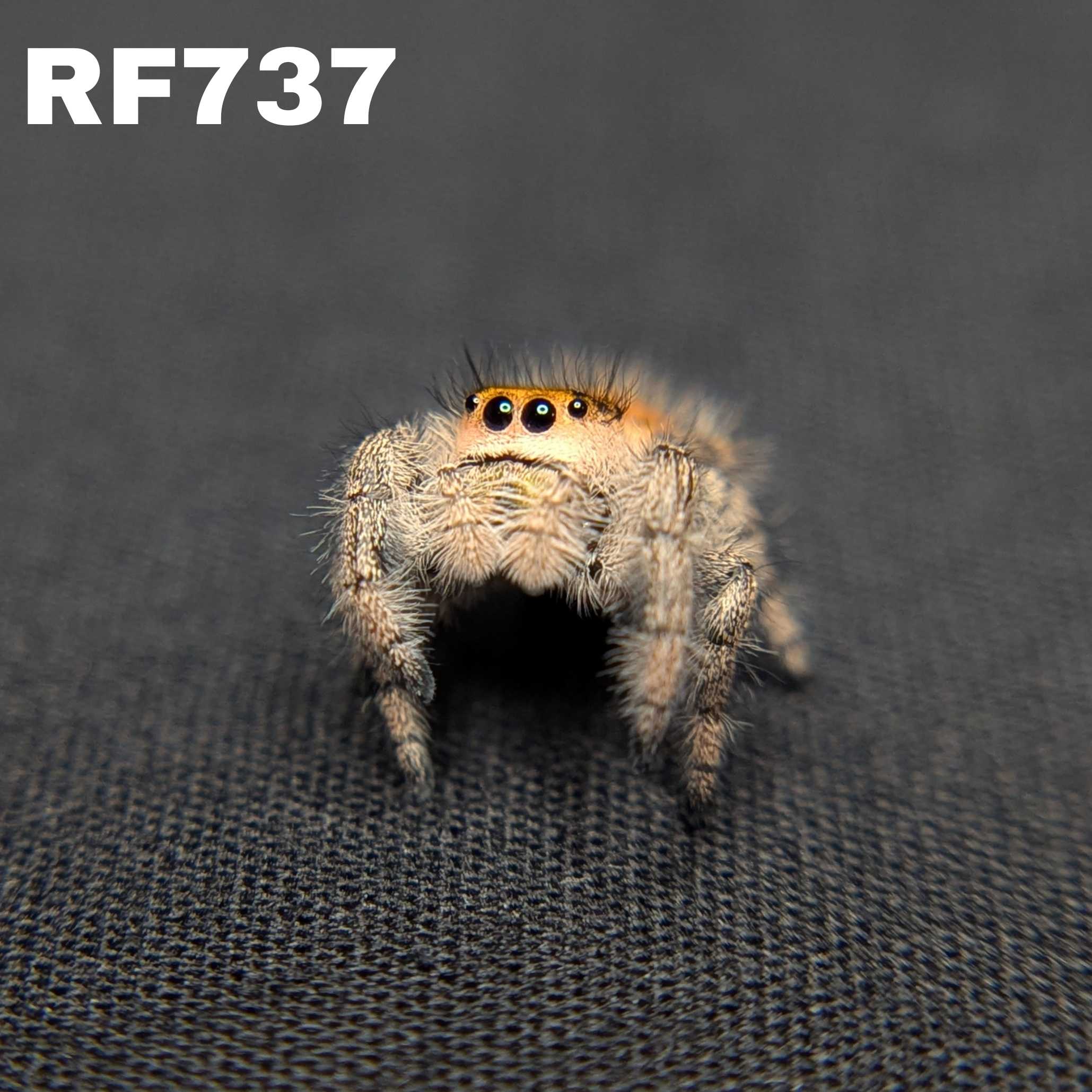 Regal Jumping Spider "Sunshine"