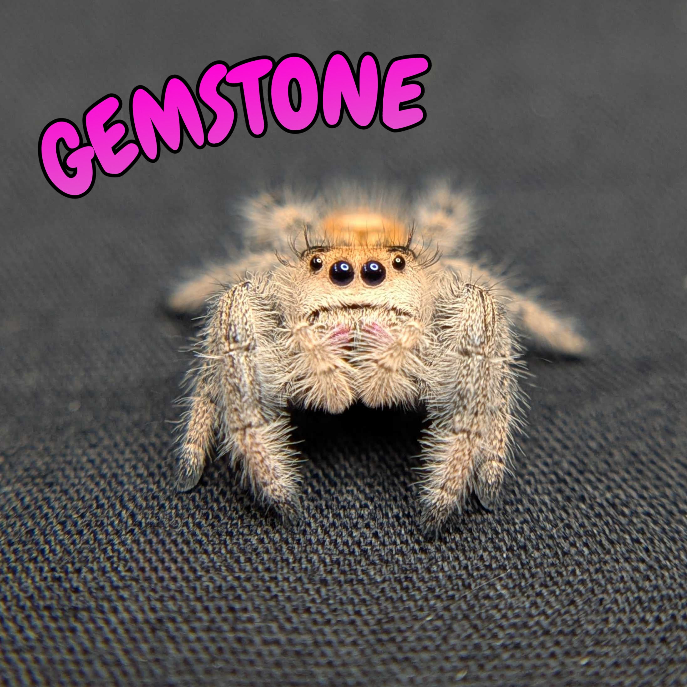 Regal Jumping Spider "Gemstone"