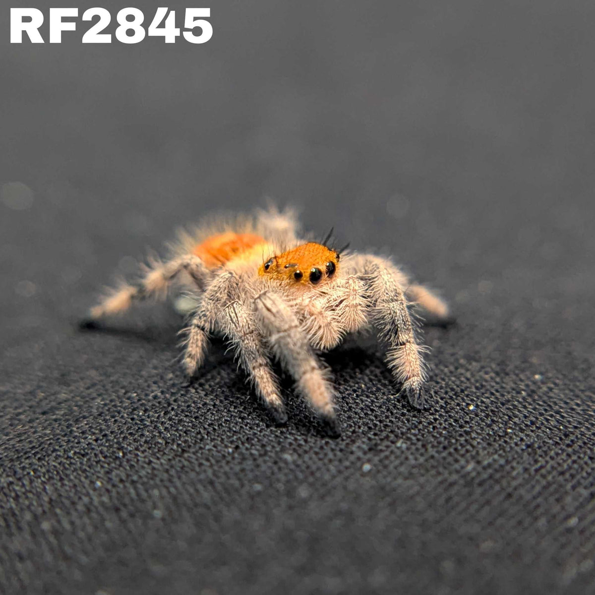 Regal Jumping Spider "Bengal"