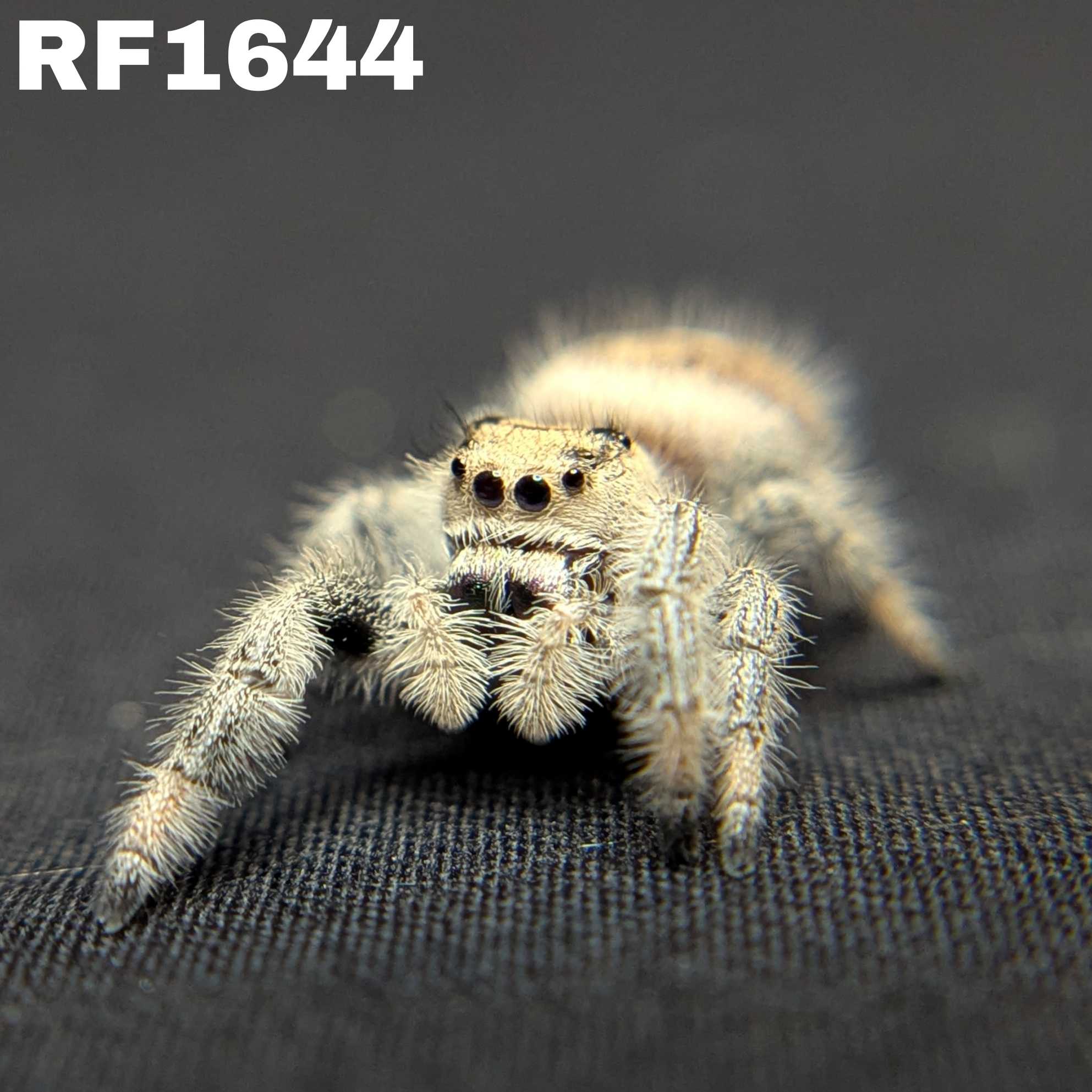 Regal Jumping Spider "Coconut"