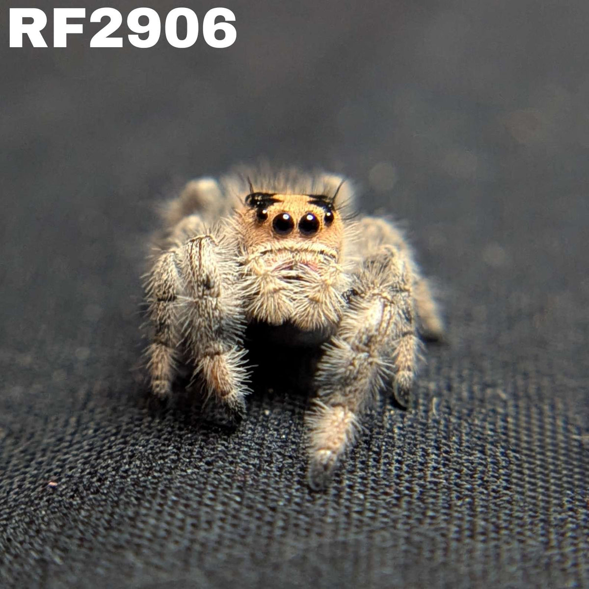 Regal Jumping Spider "Joy"