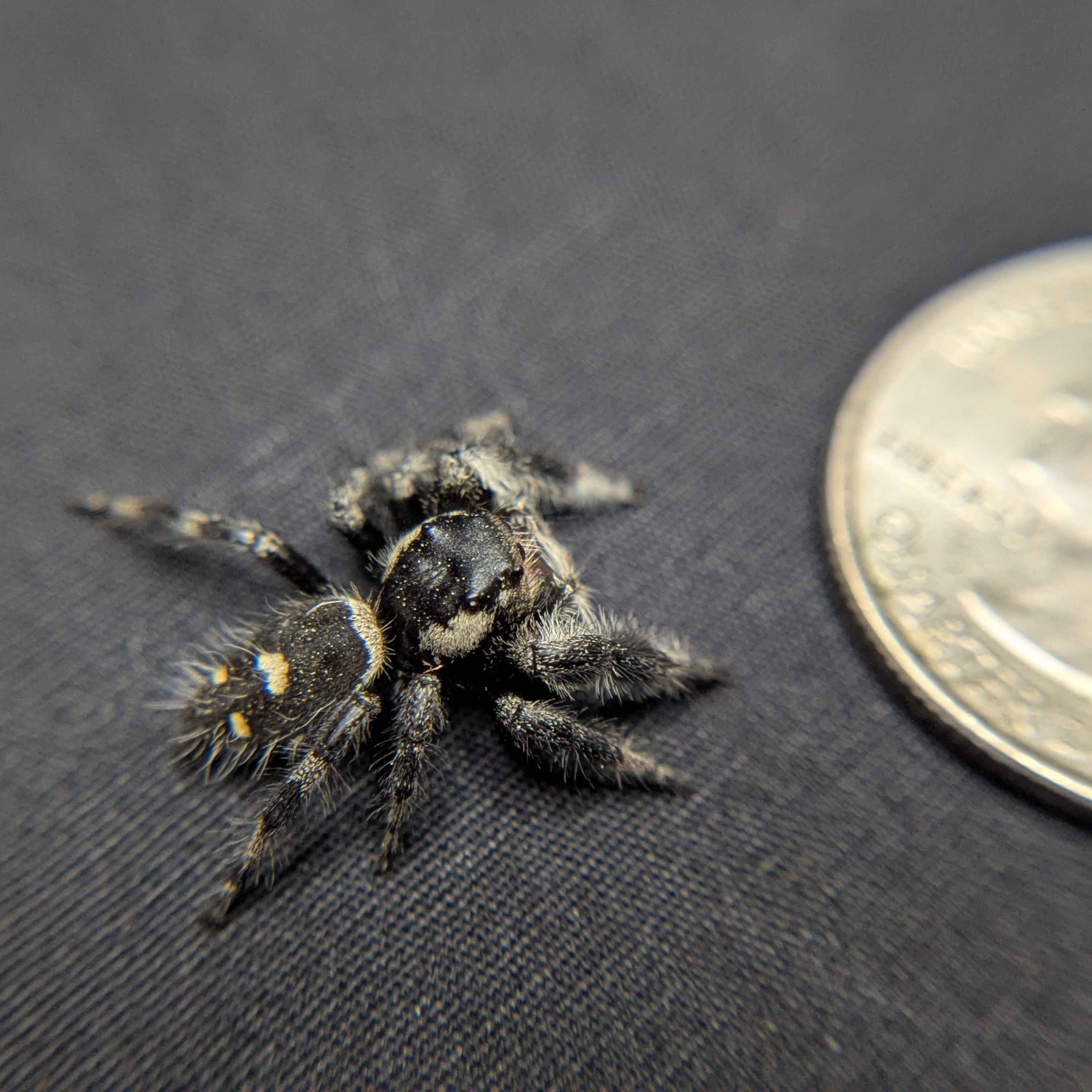 Regal Jumping Spider "Spell"