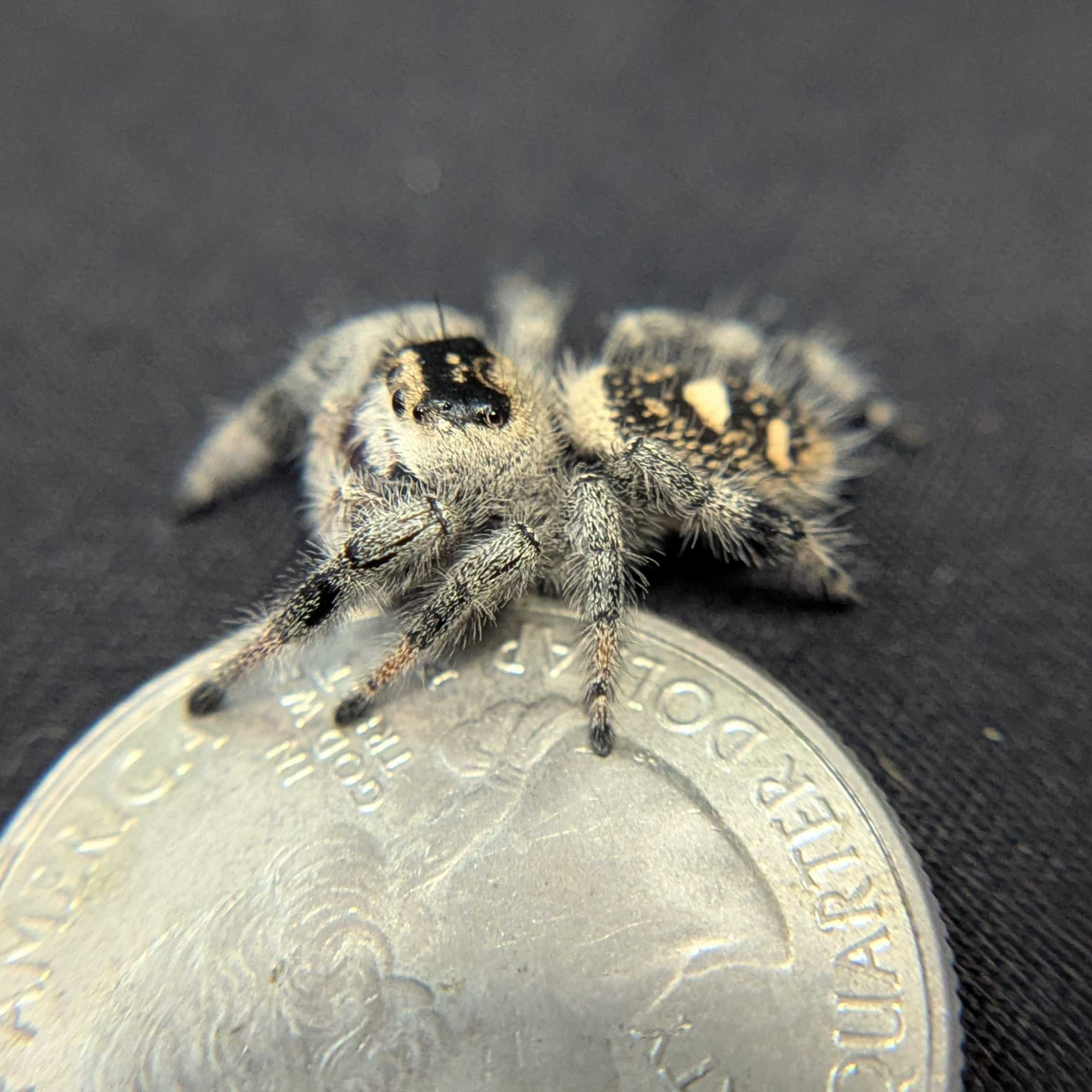 Regal Jumping Spider "Blanco"