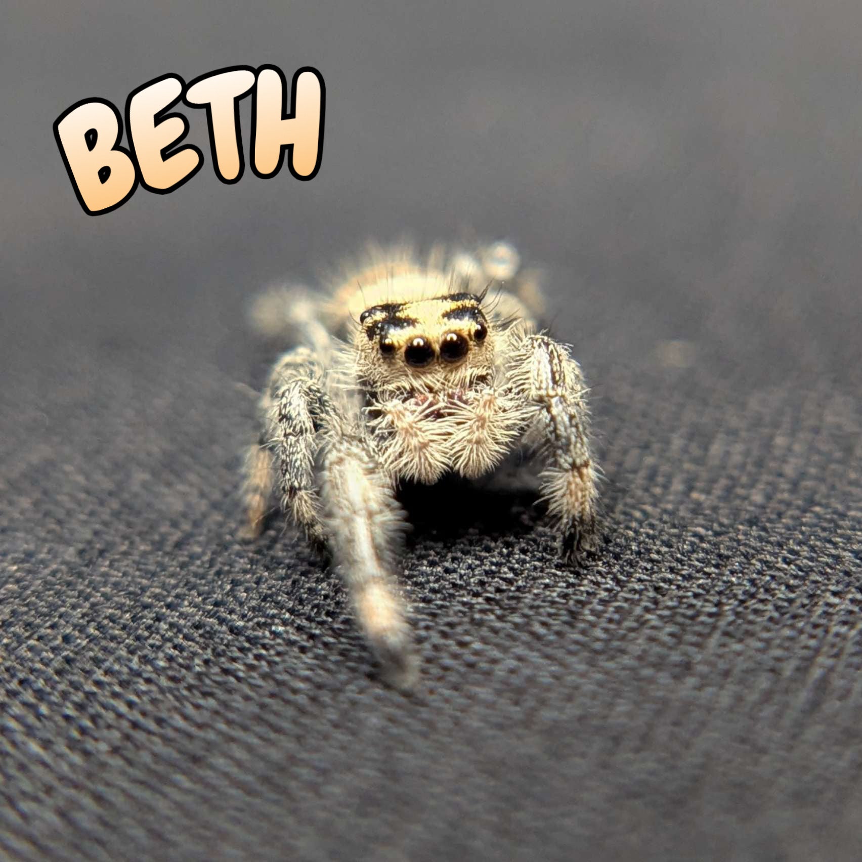 Regal Jumping Spider "Beth"