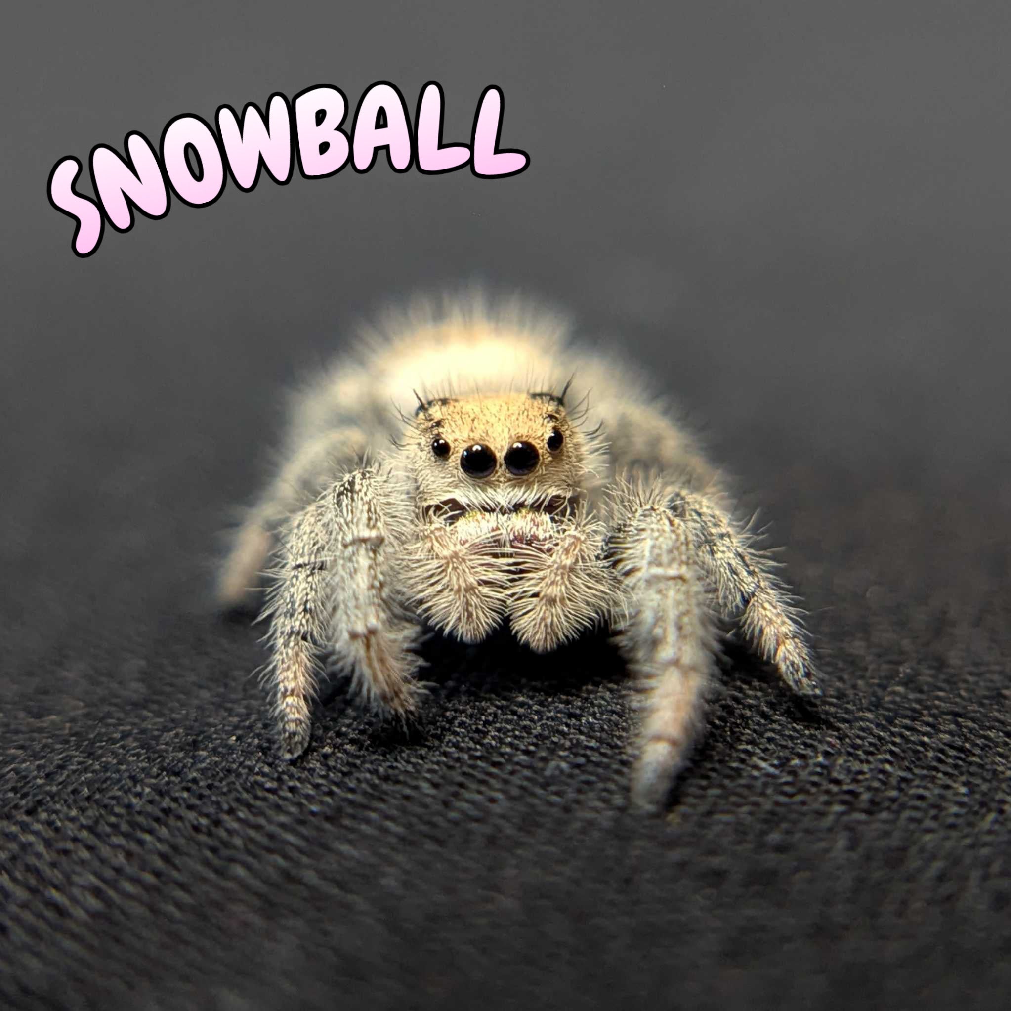 Regal Jumping Spider "Snowball"