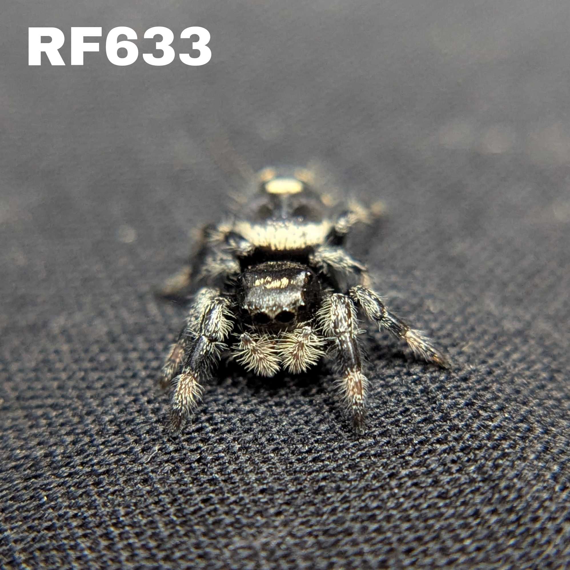 Regal Jumping Spider "Midnight"