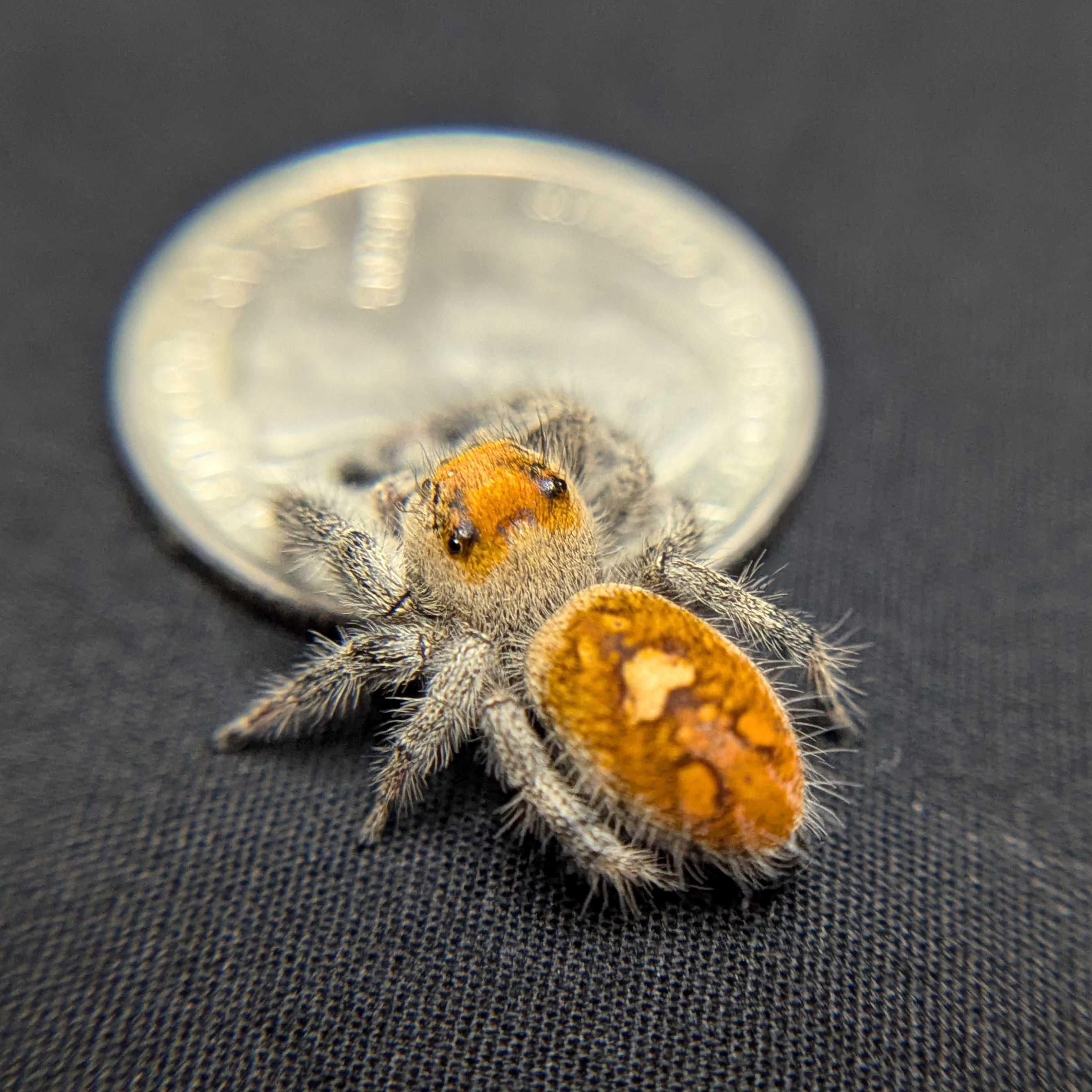 Regal Jumping Spider “Berry Biscuit”