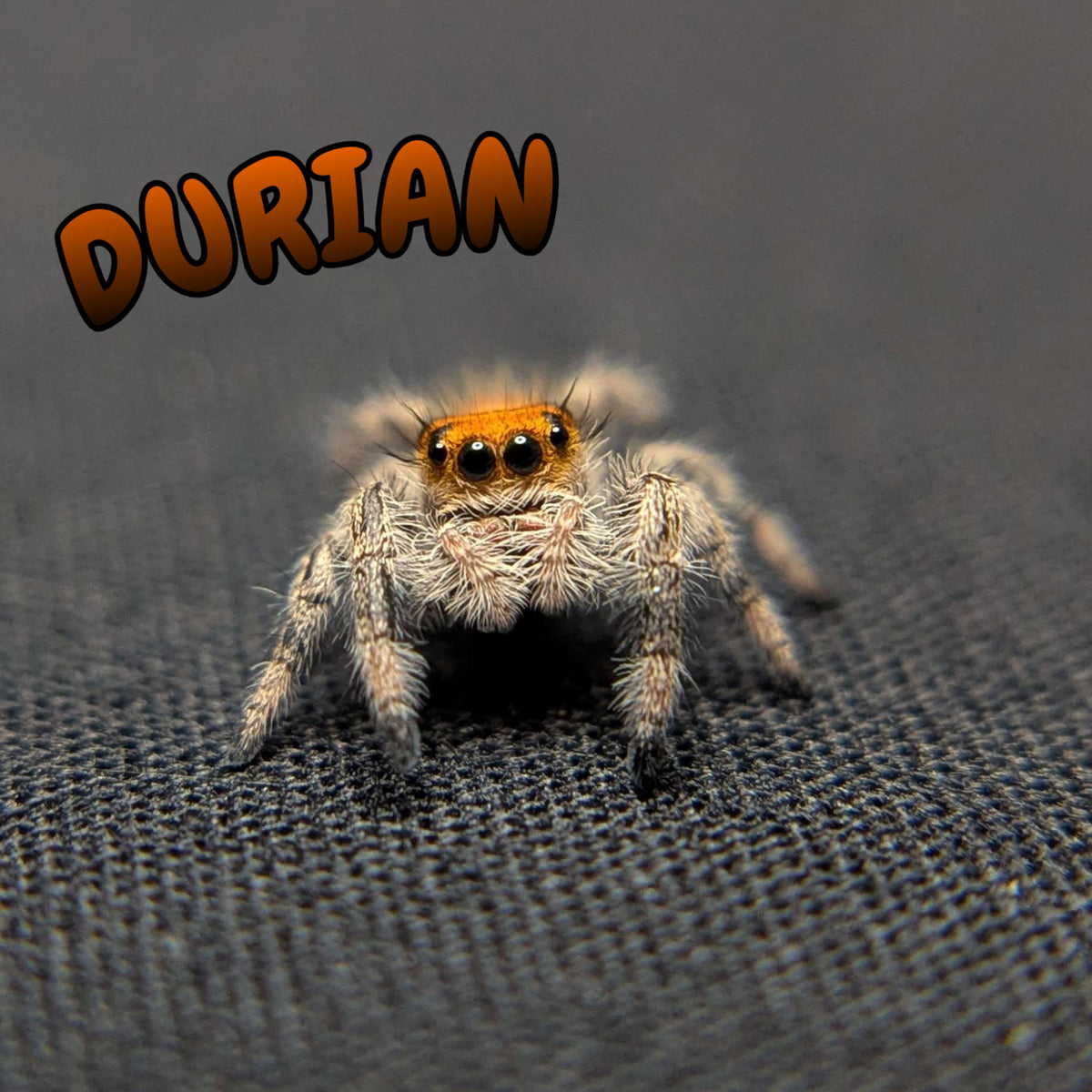 Regal Jumping Spider “Durian”