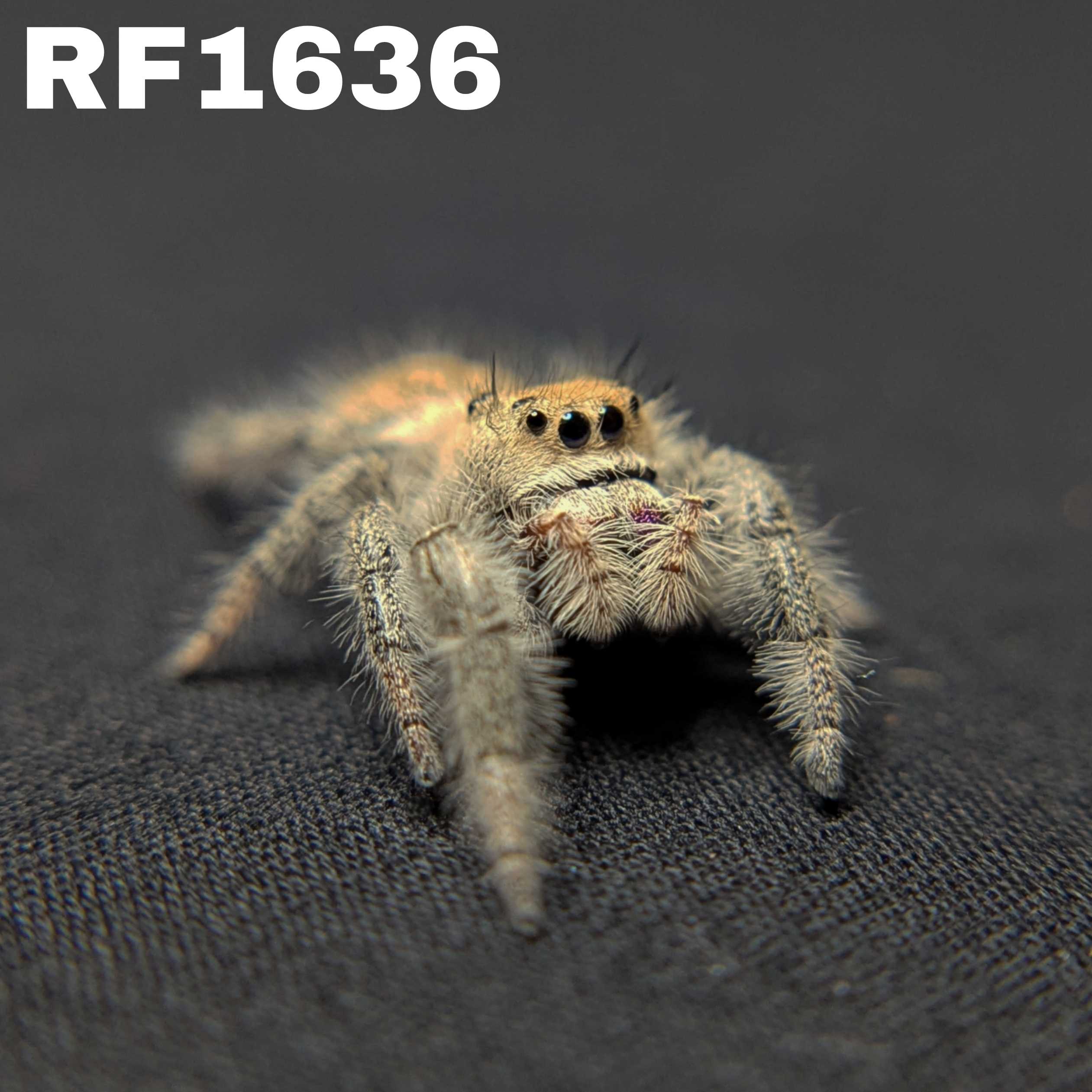Regal Jumping Spider "Grace"