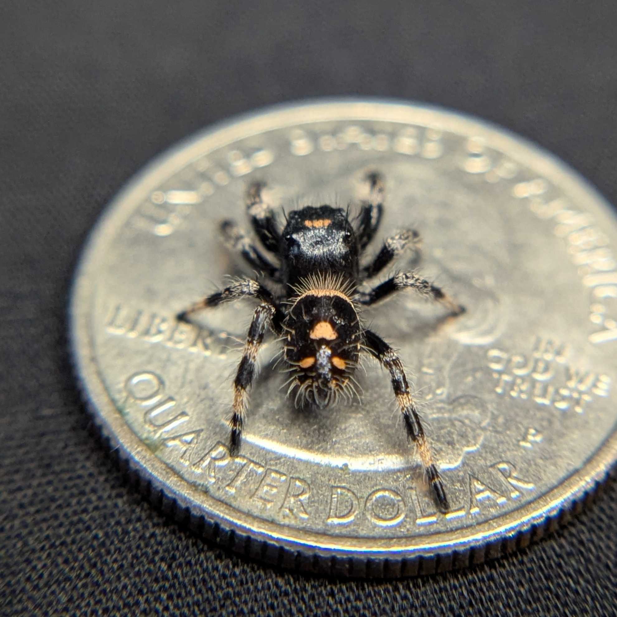 Regal Jumping Spider "Banshee"